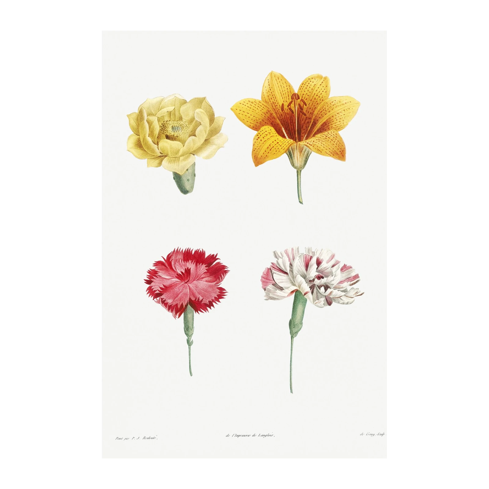 Vintage Botanical Flower Wall Art Wall Art