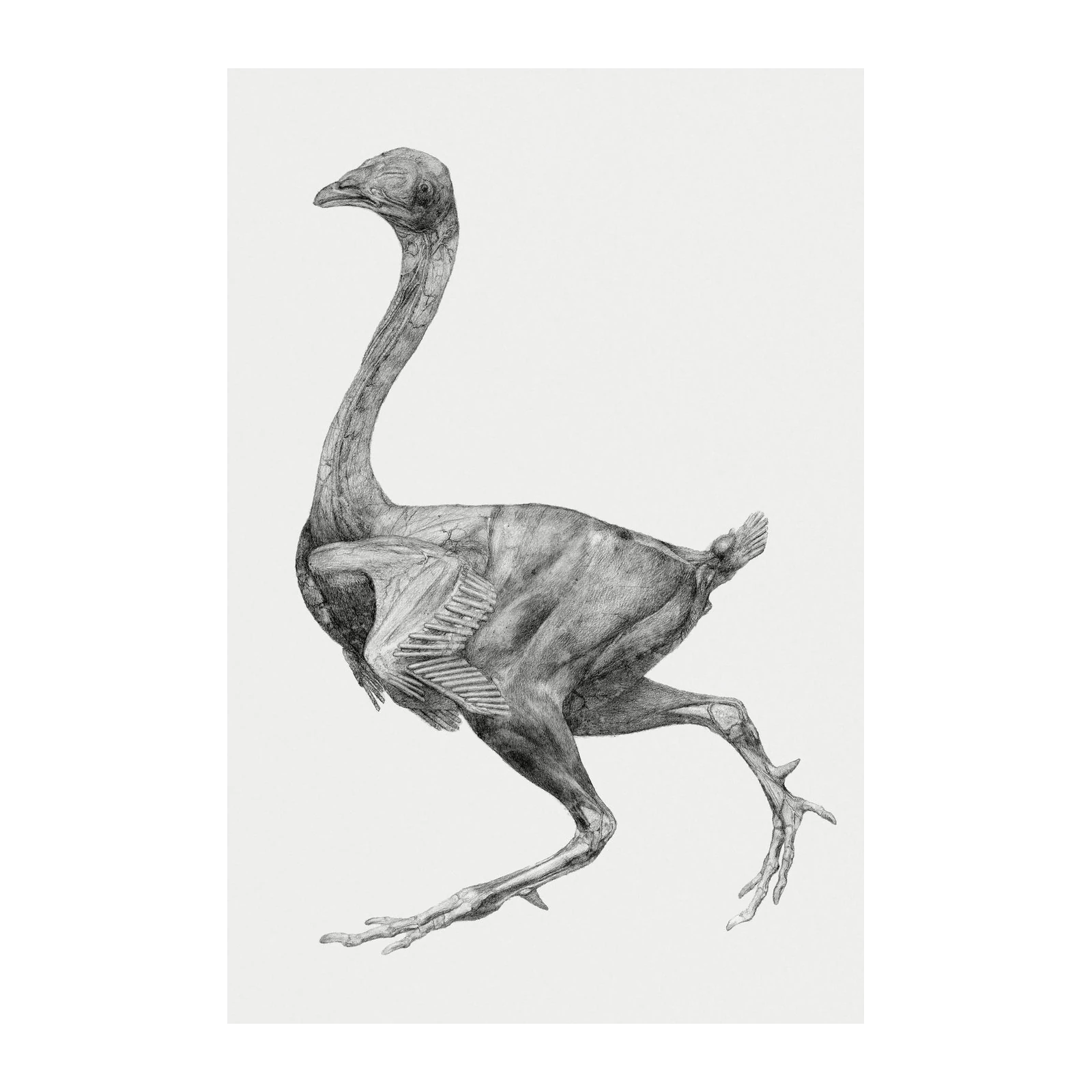 Anatomical Bird Sketch Wall Art