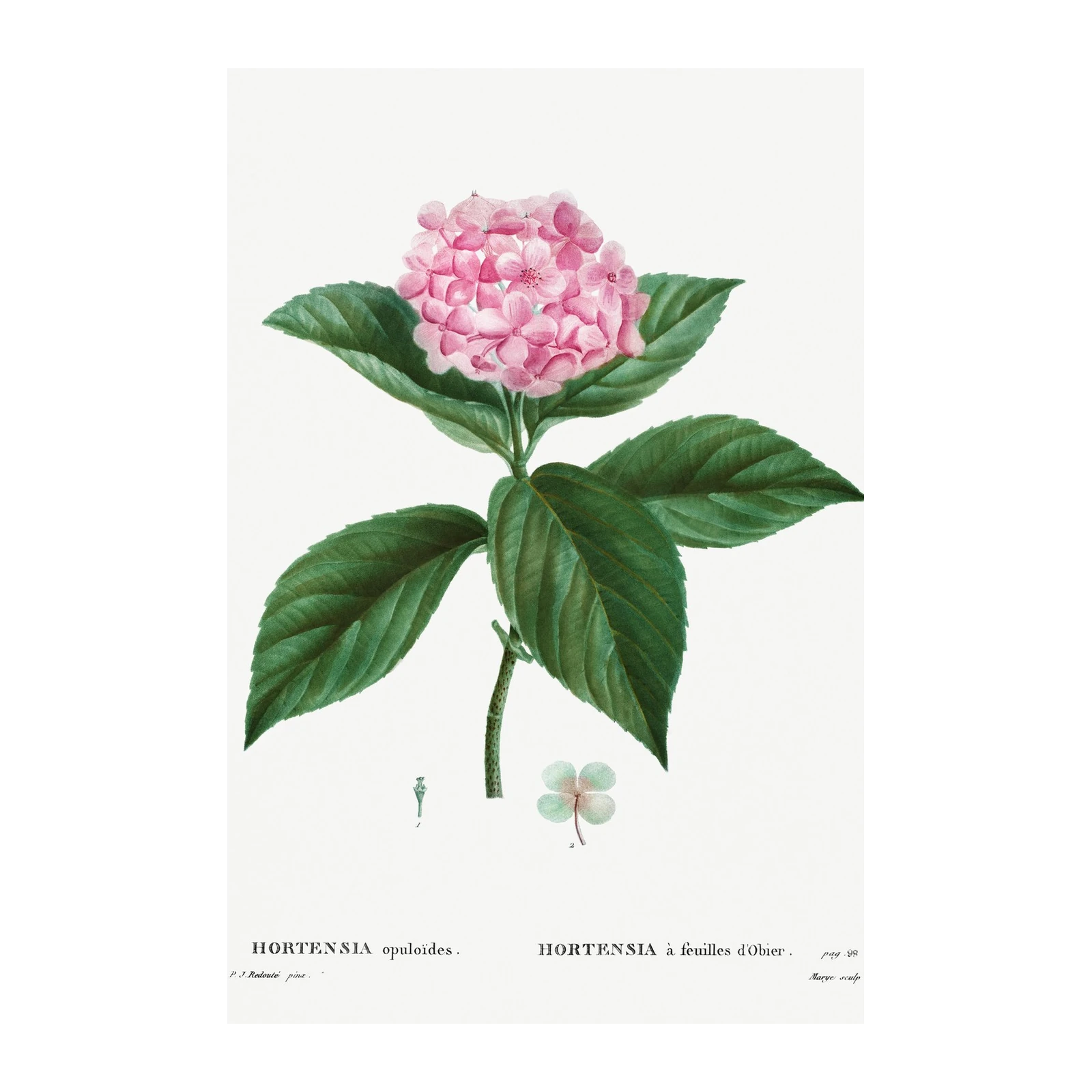 Vintage Pink Hydrangea Botanical Art Wall Art