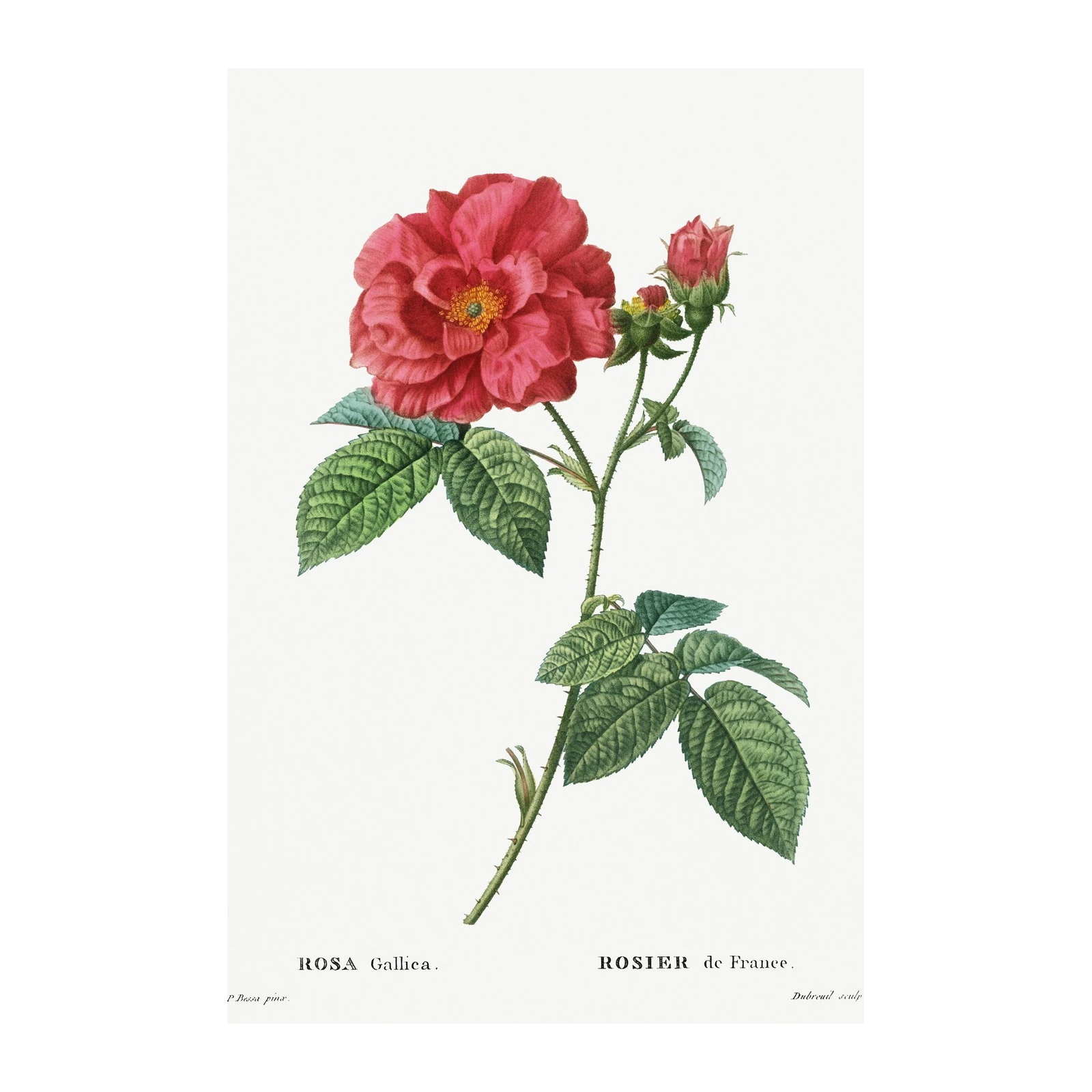Vintage Red Rose Botanical Wall Art
