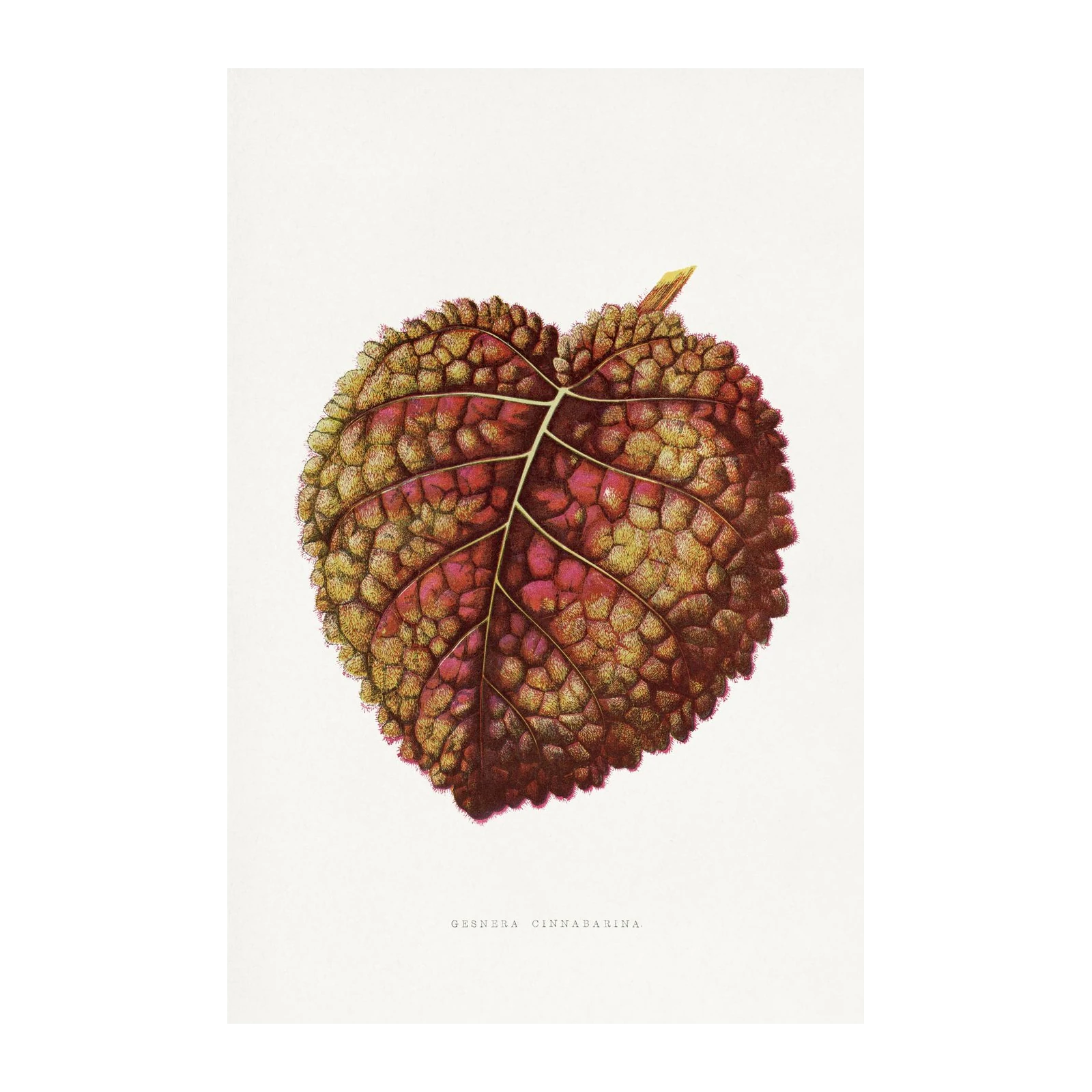 Botanical Leaf Art Print - Gesnera Cinnabarina Wall Art
