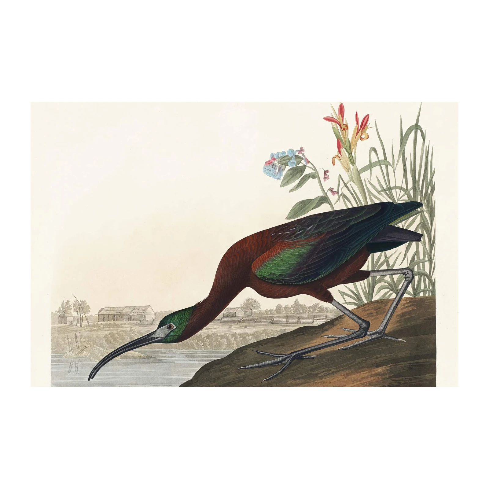 Glossy Ibis Vintage Bird Art Wall Art