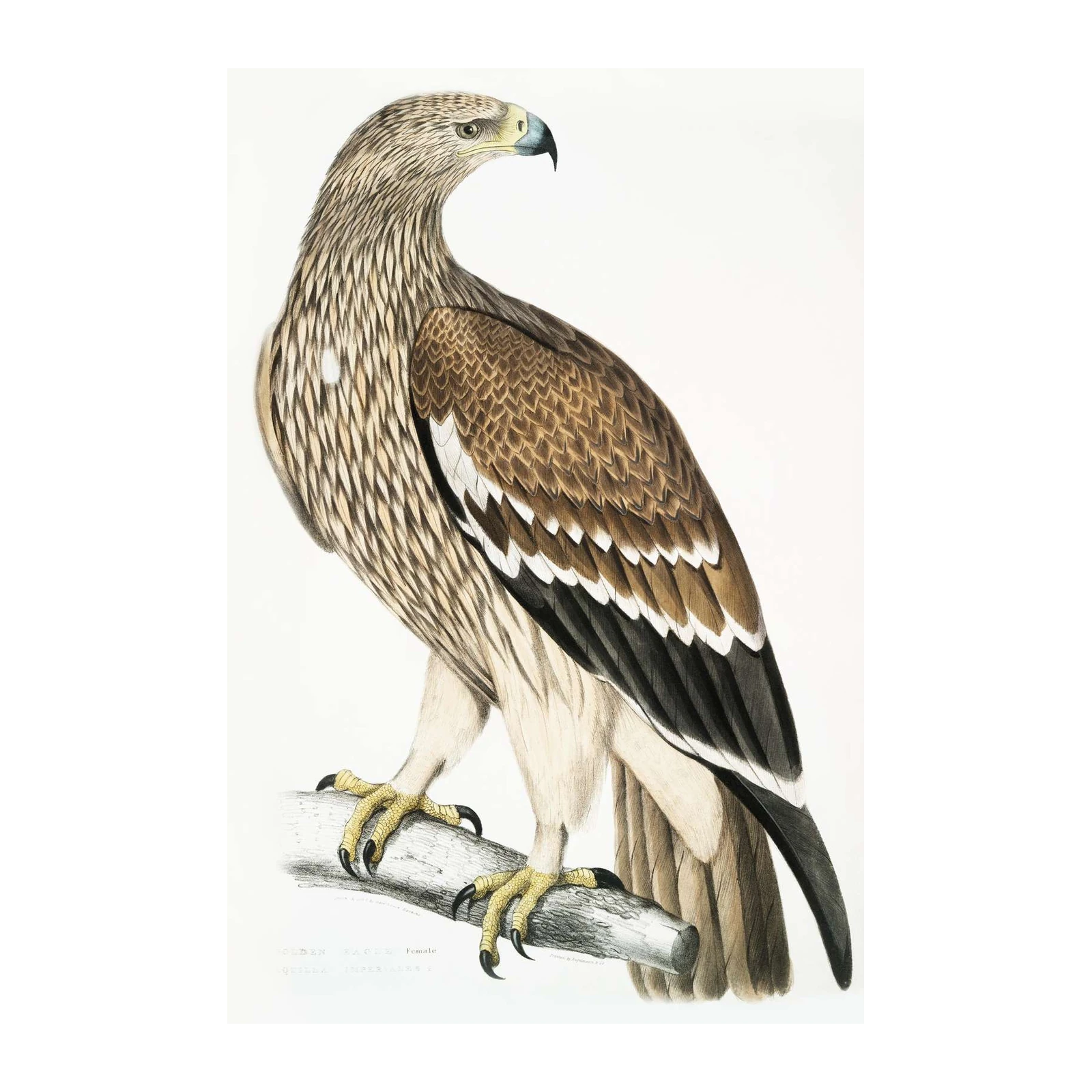 Elegant Golden Eagle Female Wall Art