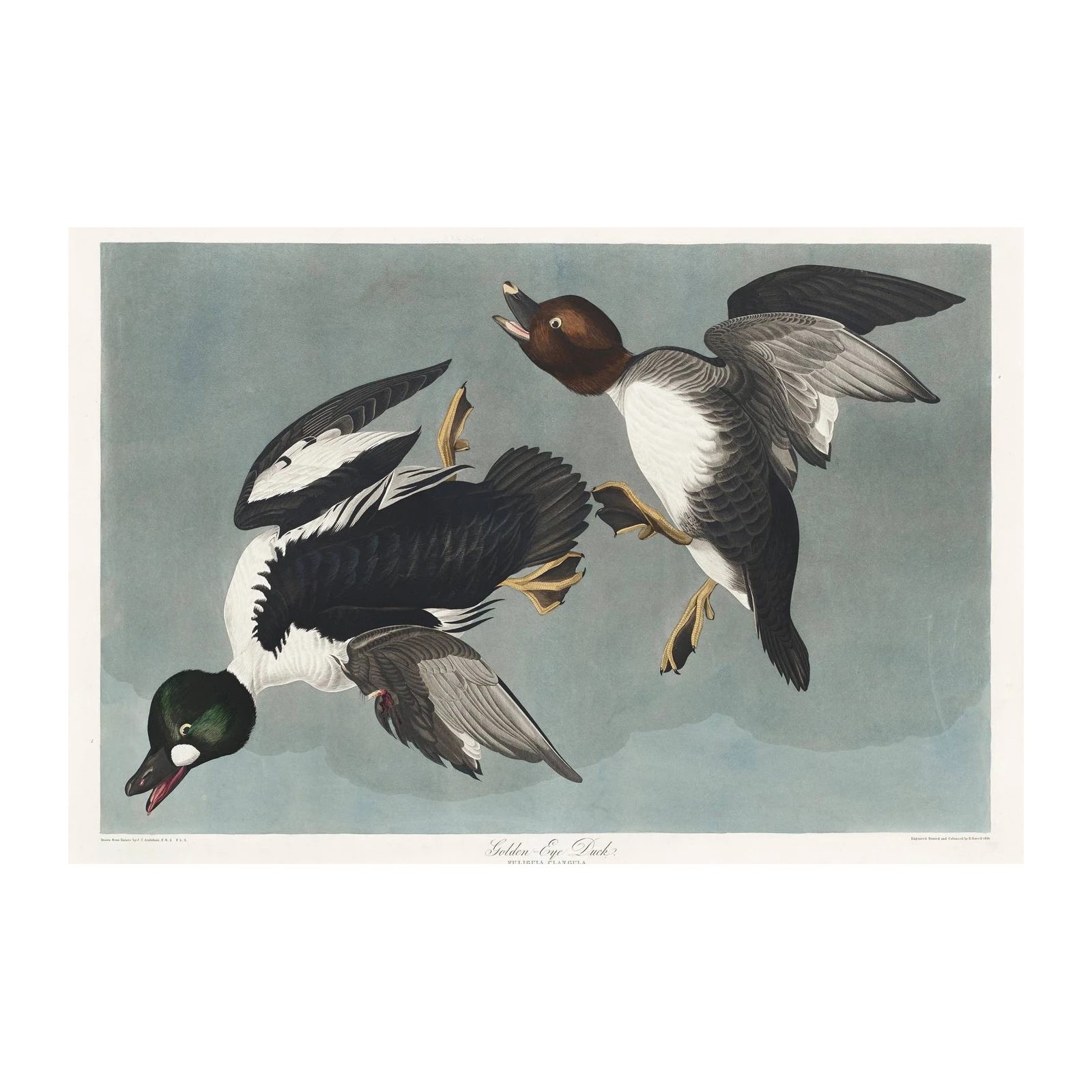 Goldeneye Duck Vintage Bird Art Wall Art