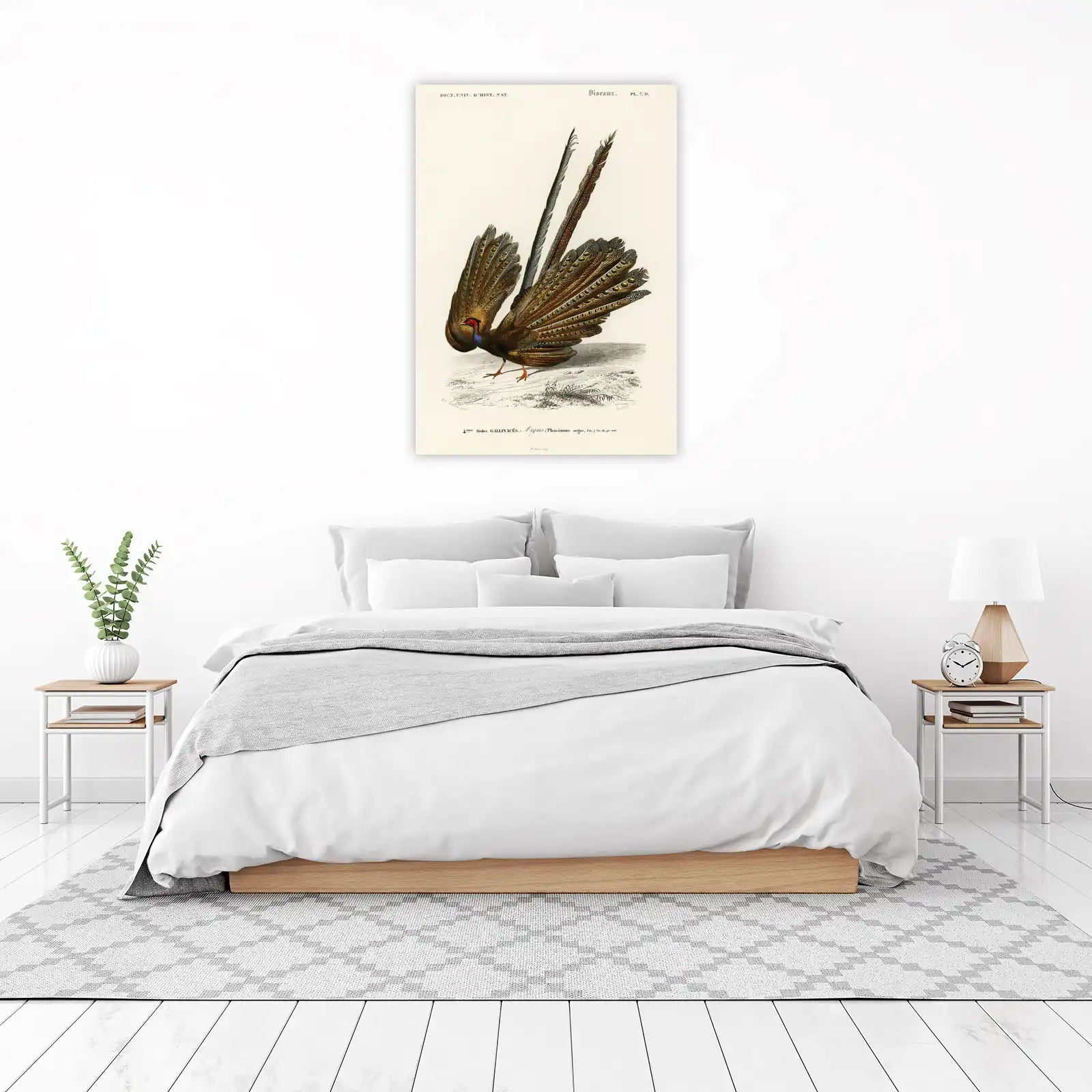 Elegant Argus Pheasant Vintage Bird Wall Art