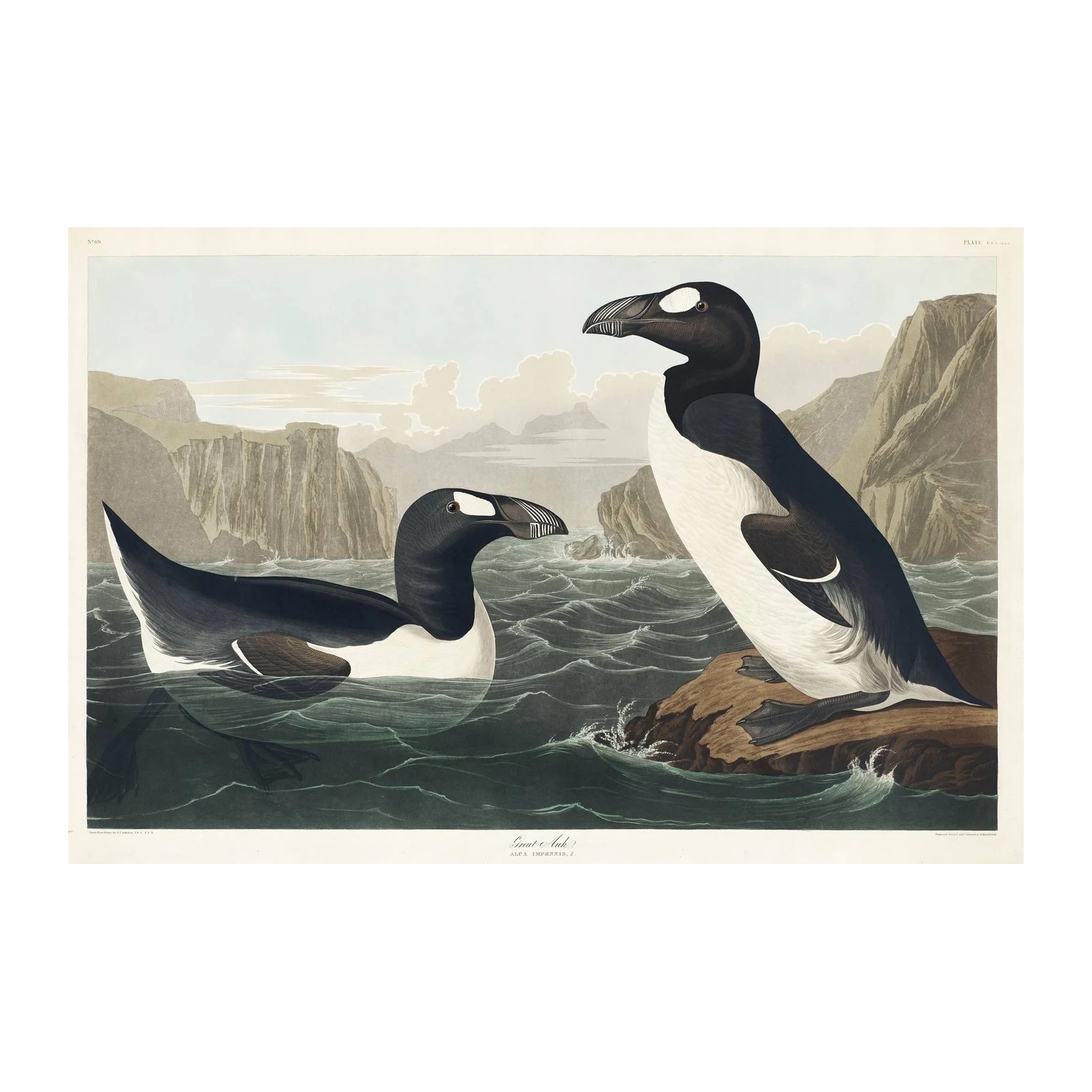 Great Auk Coastal Bird Art Wall Art