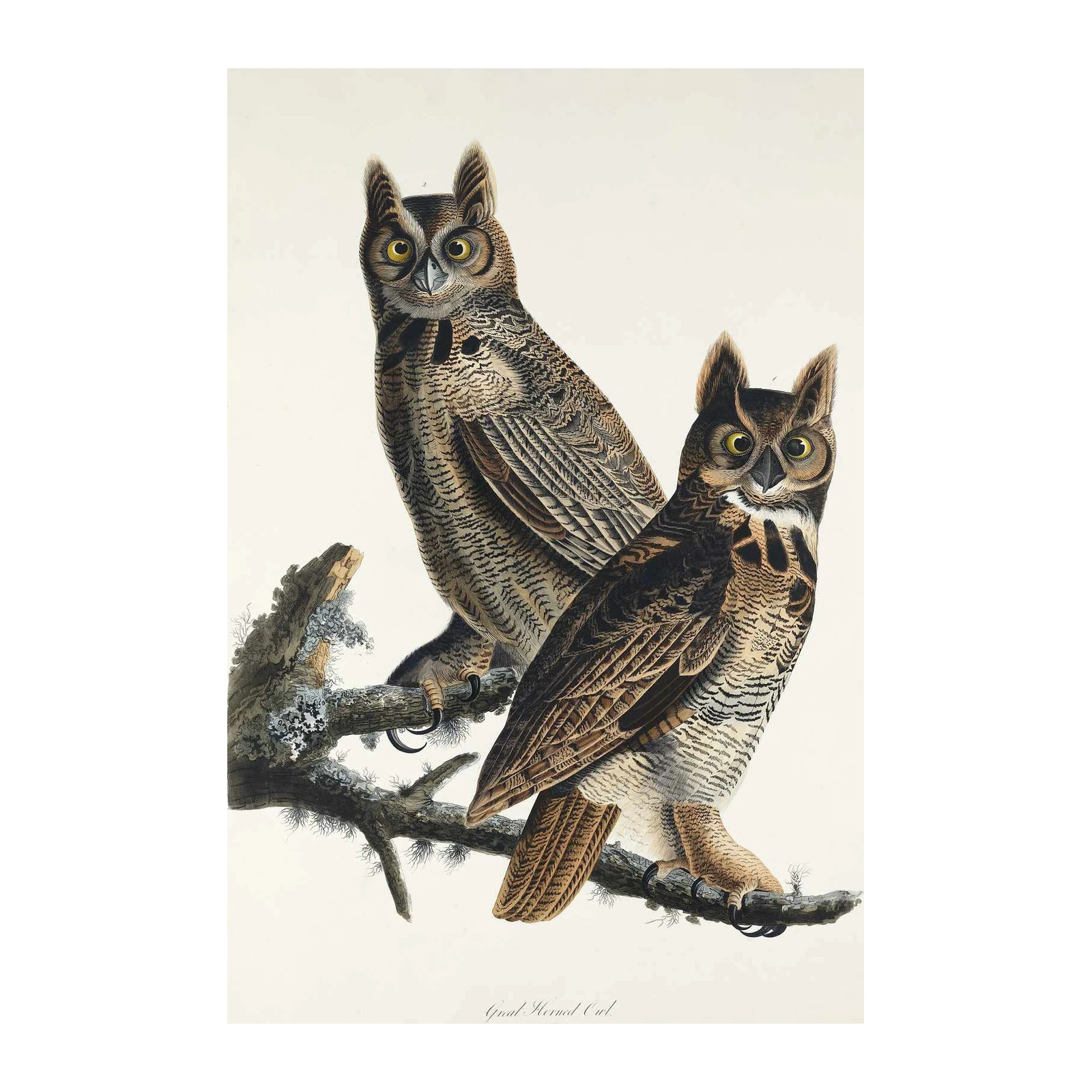 Great Horned Owl Pair Nature Wall Art