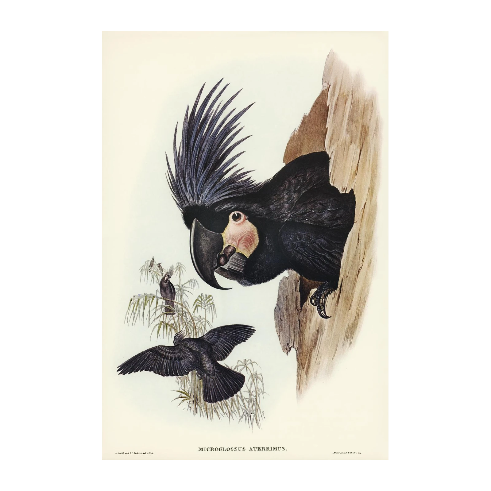 Elegant Black Cockatoo Aviary Art Wall Art