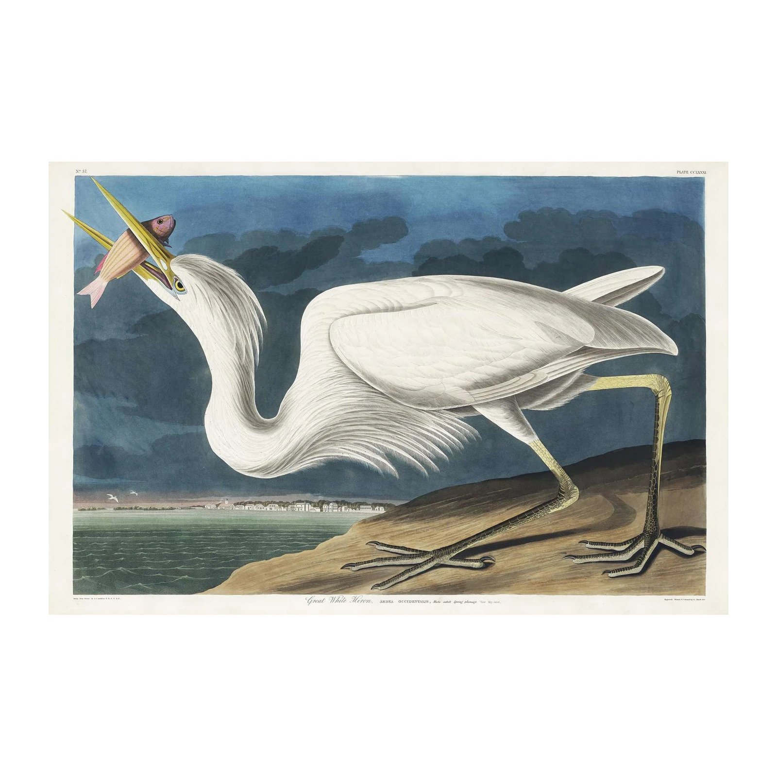 Great White Heron Nature Art Wall Art