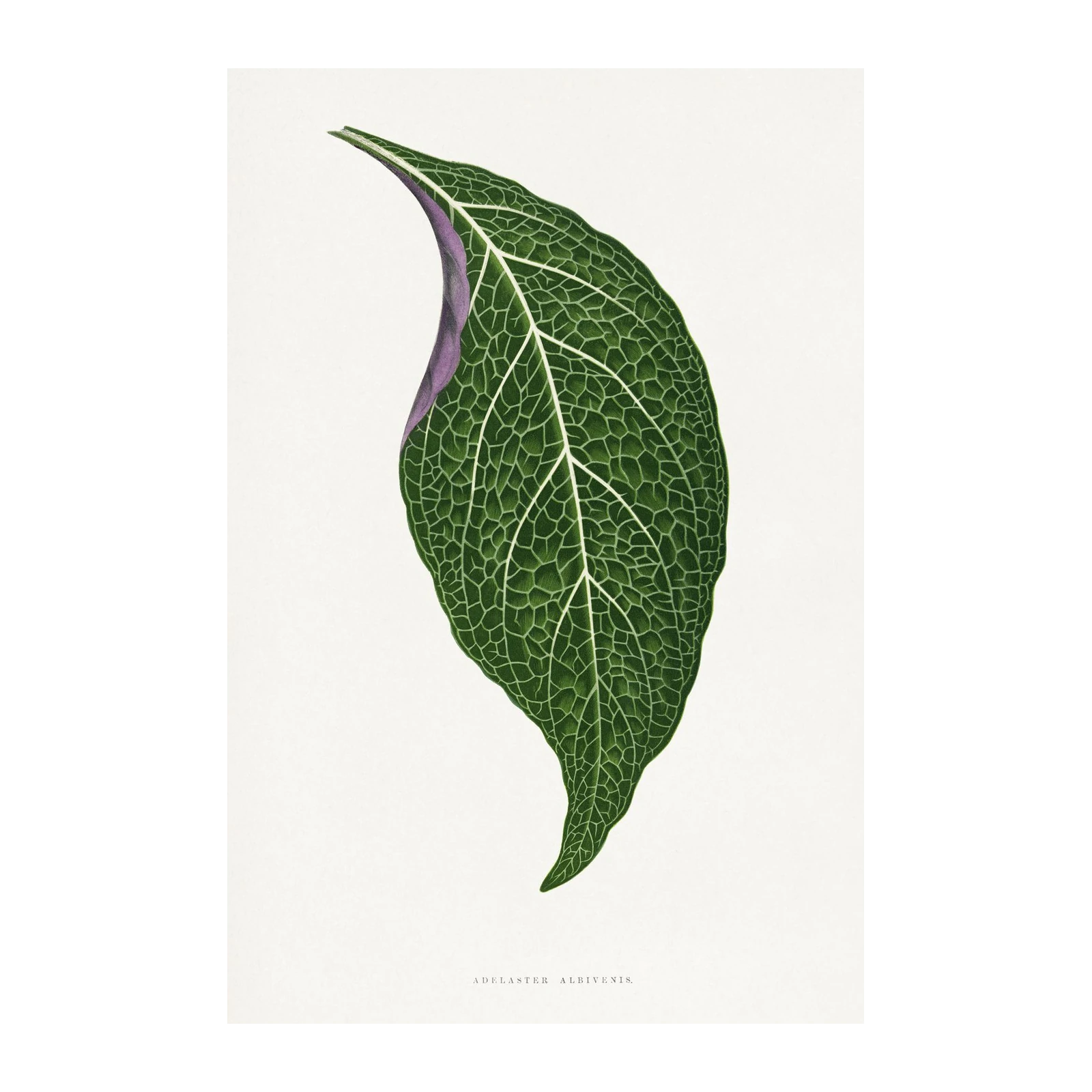 Elegant Green Leaf Botanical Art Wall Art