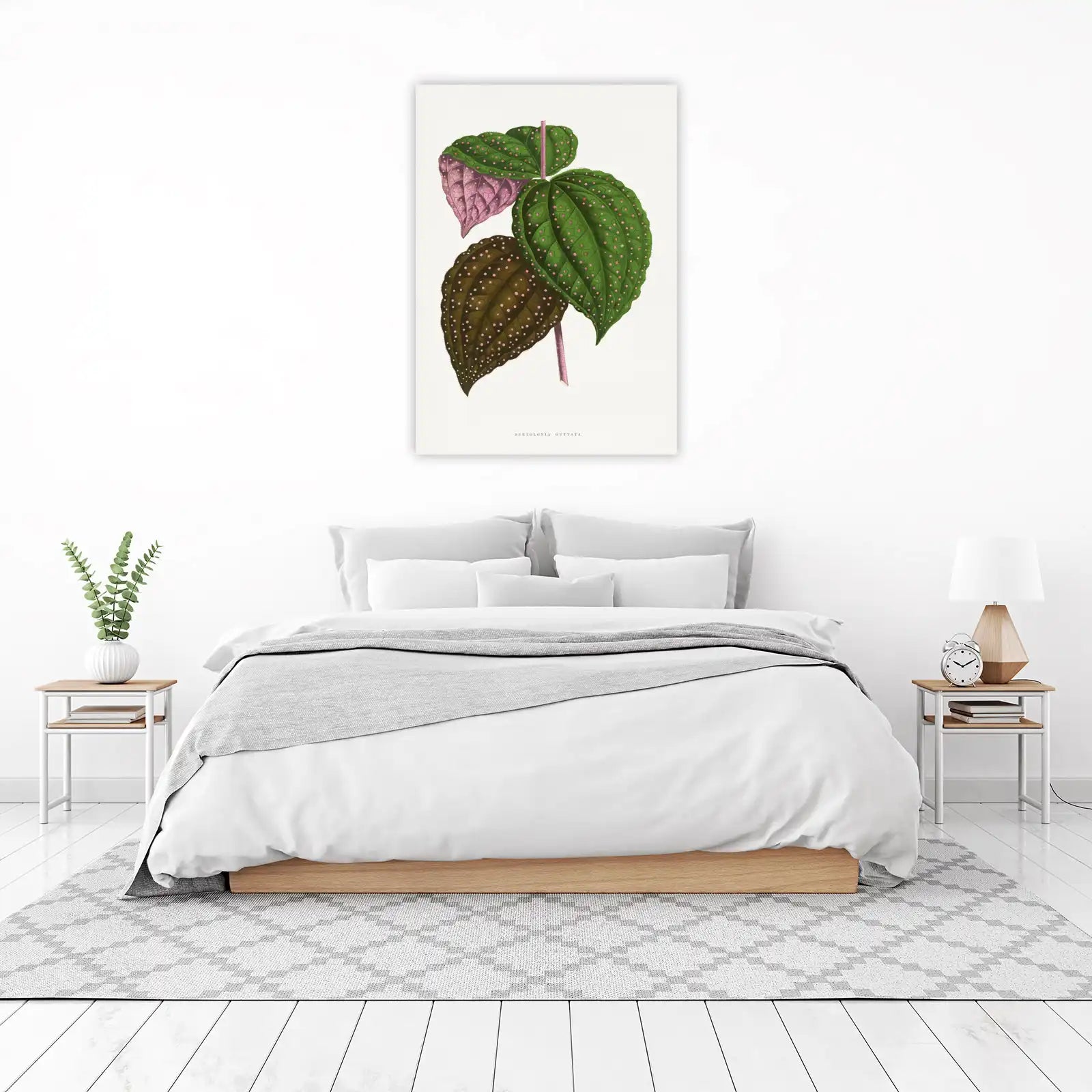 Bertolonia Guttata Botanical Print Canvas