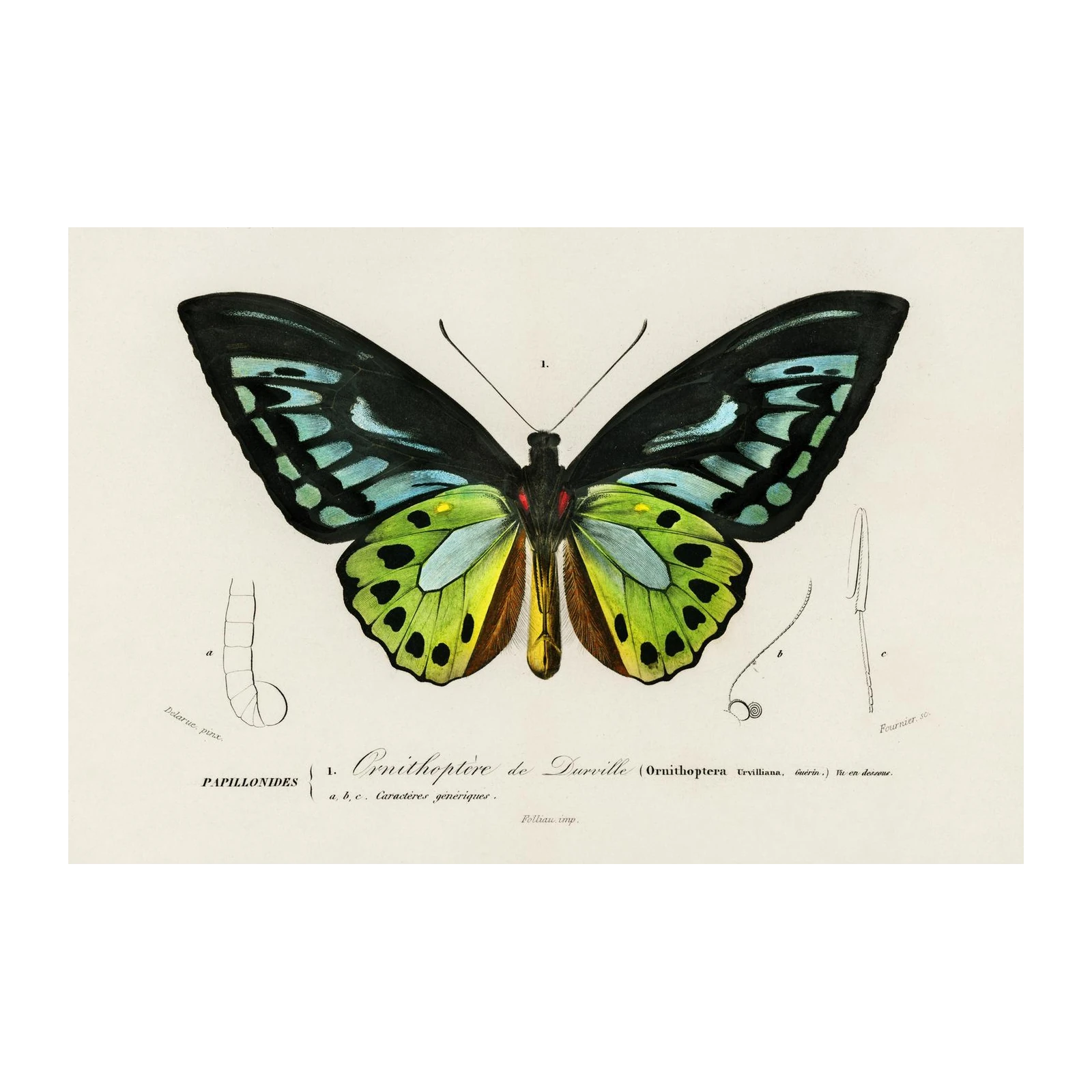 Vintage Ornithoptera Butterfly Wall Art
