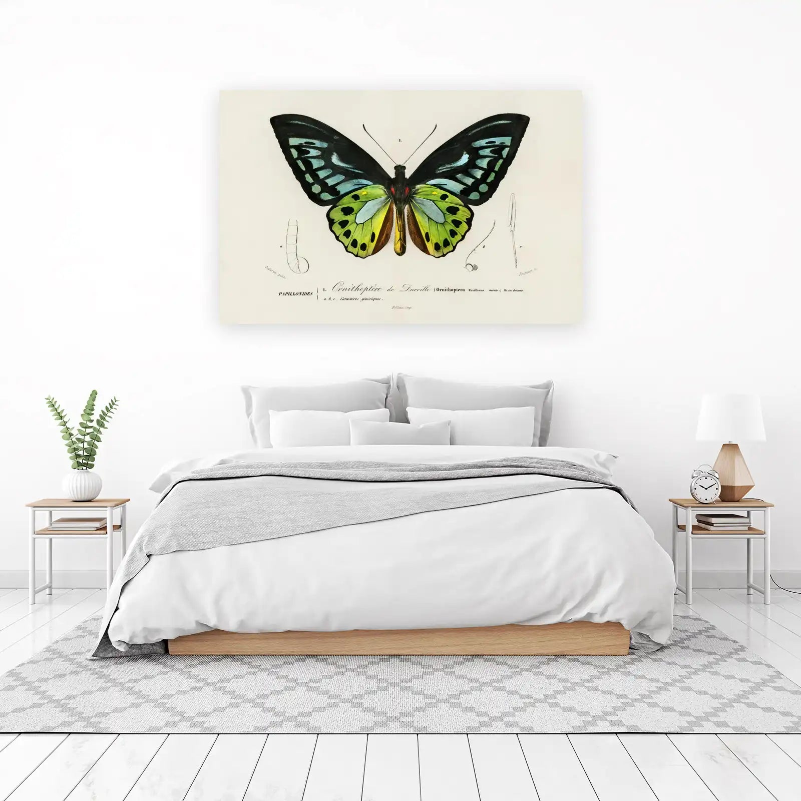 Vintage Ornithoptera Butterfly Wall Art