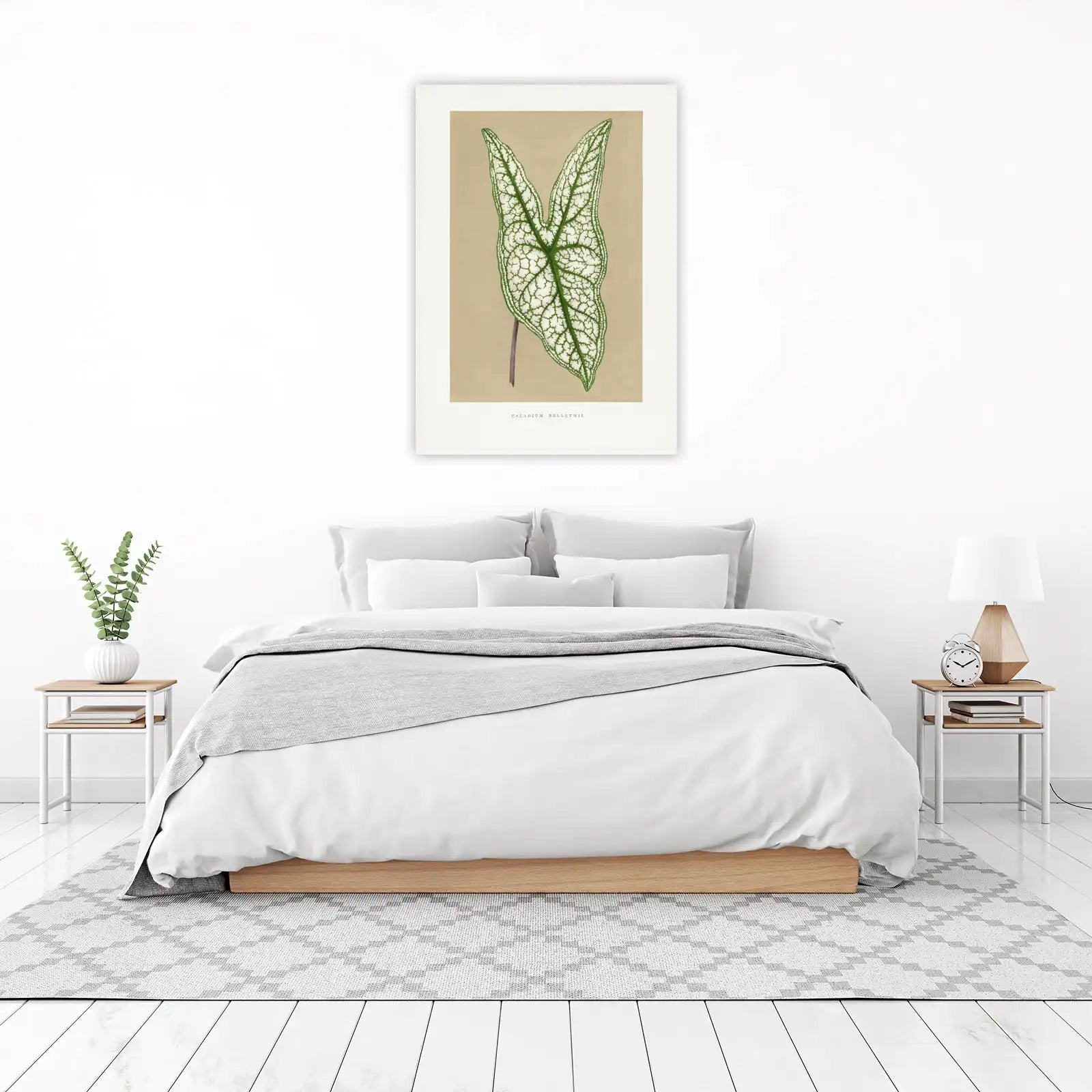 Elegant Caladium Belleymii Leaf Botanical Wall Art
