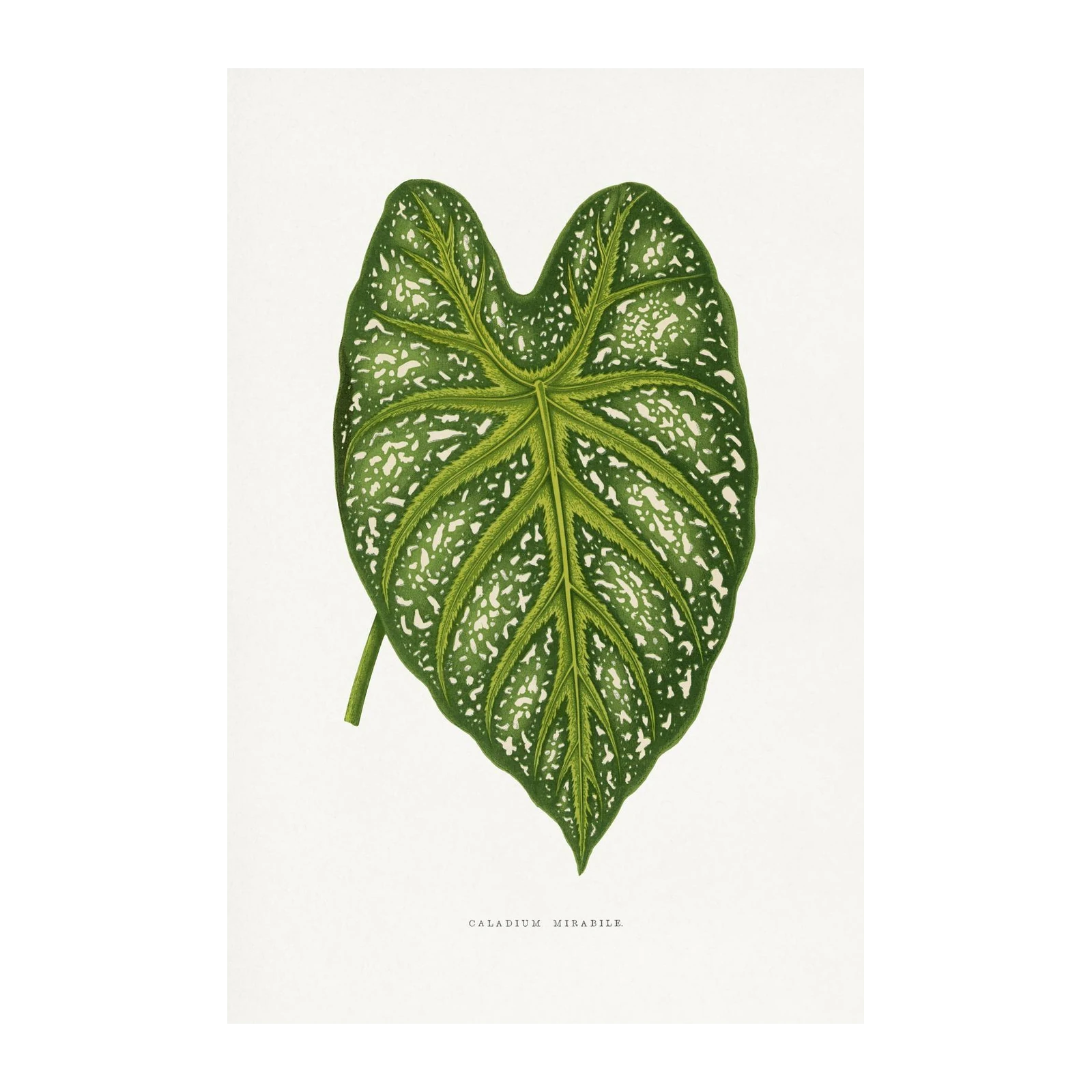 Botanical Caladium Leaf Art Wall Art