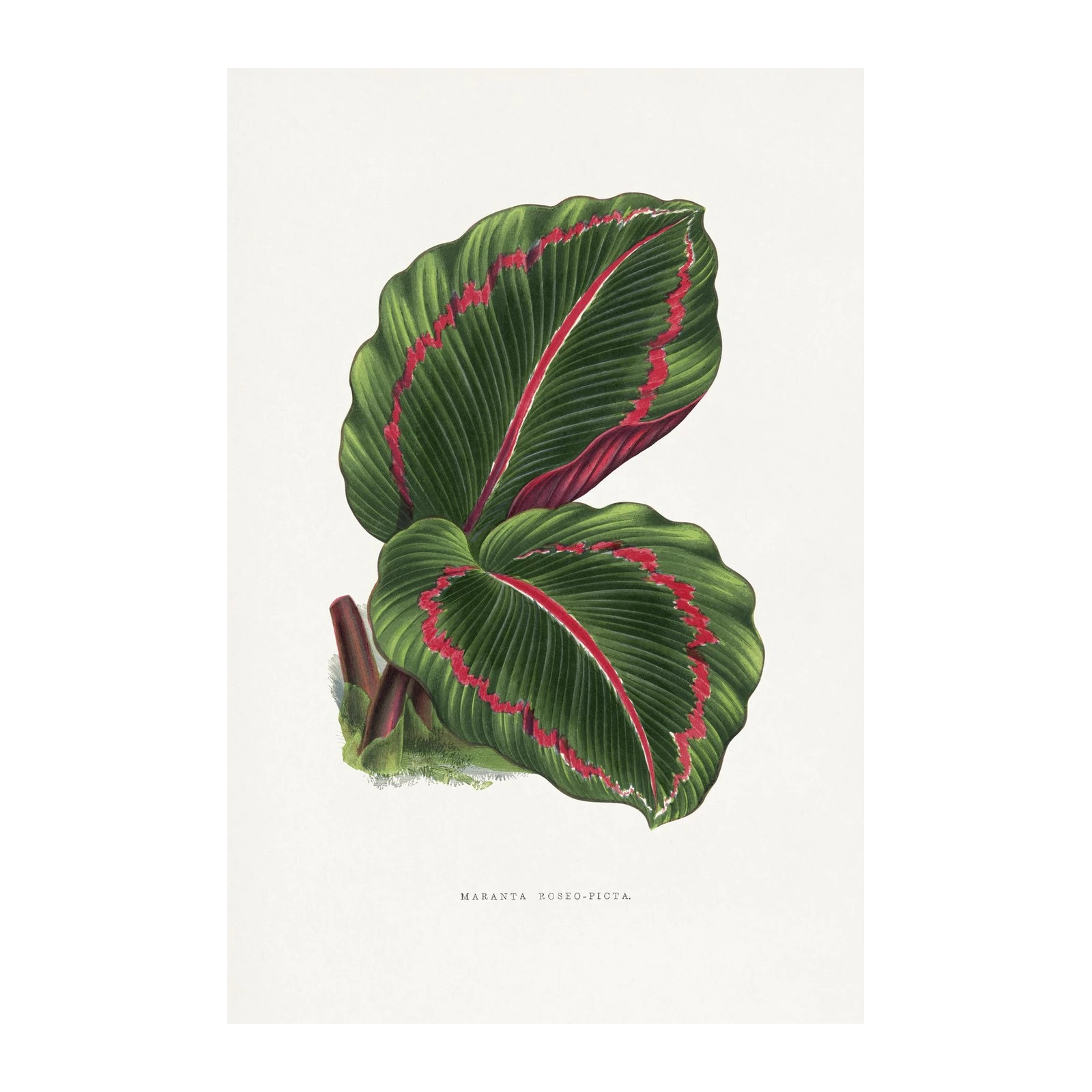 Vintage Maranta Roseo-Picta Botanical Wall Art
