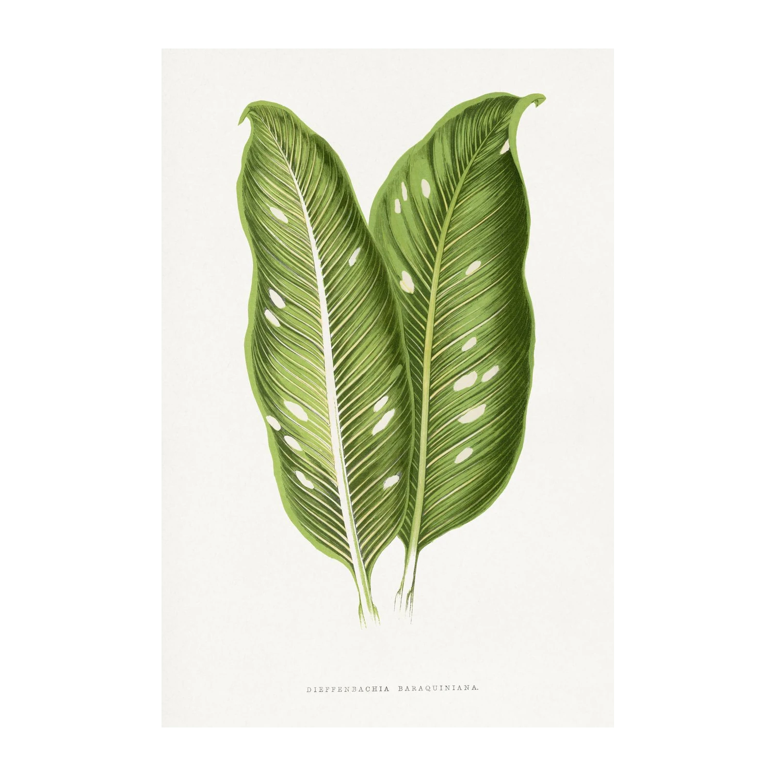 Lush Tropical Dieffenbachia Leaves Wall Art