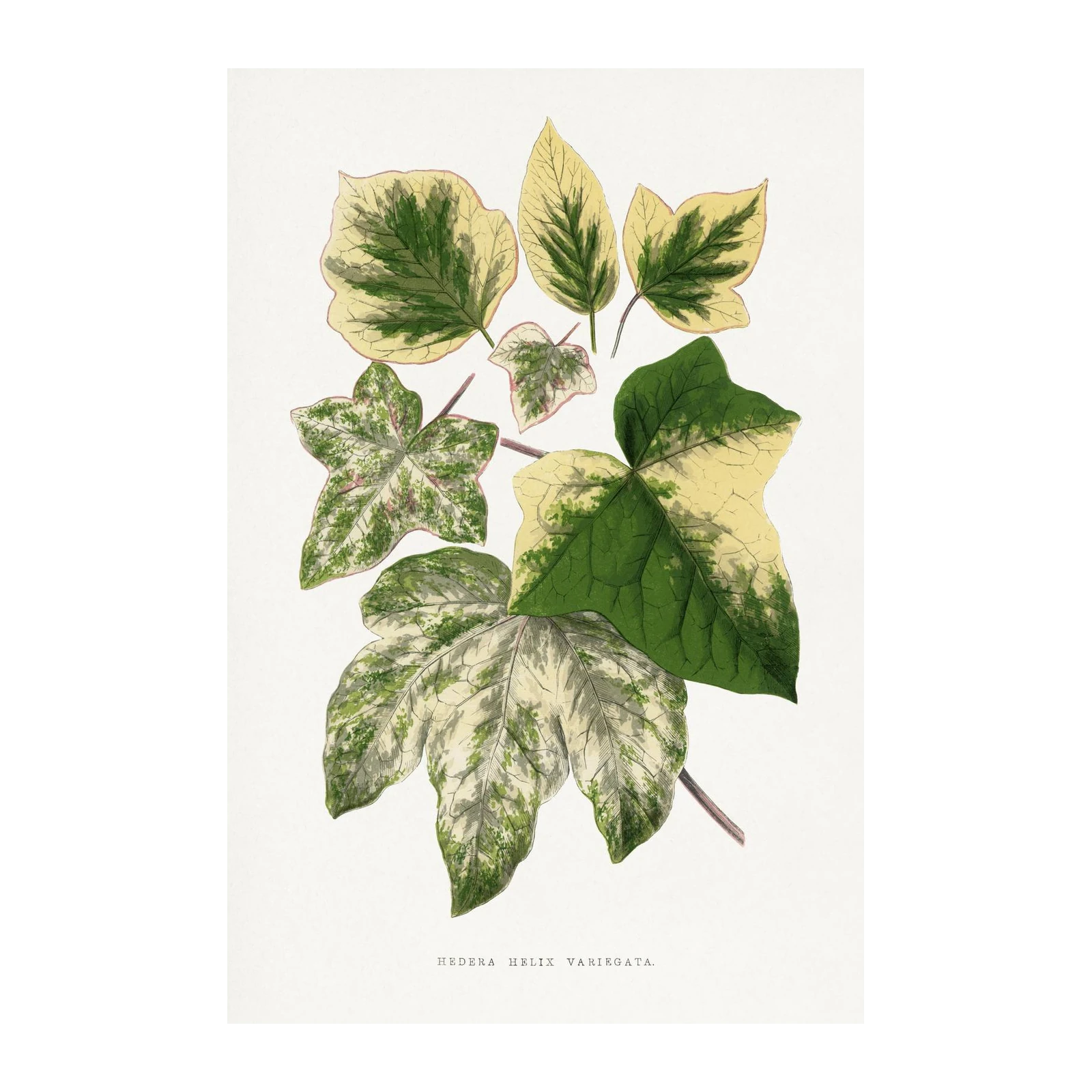 Variegated Ivy Botanical Vintage Wall Art