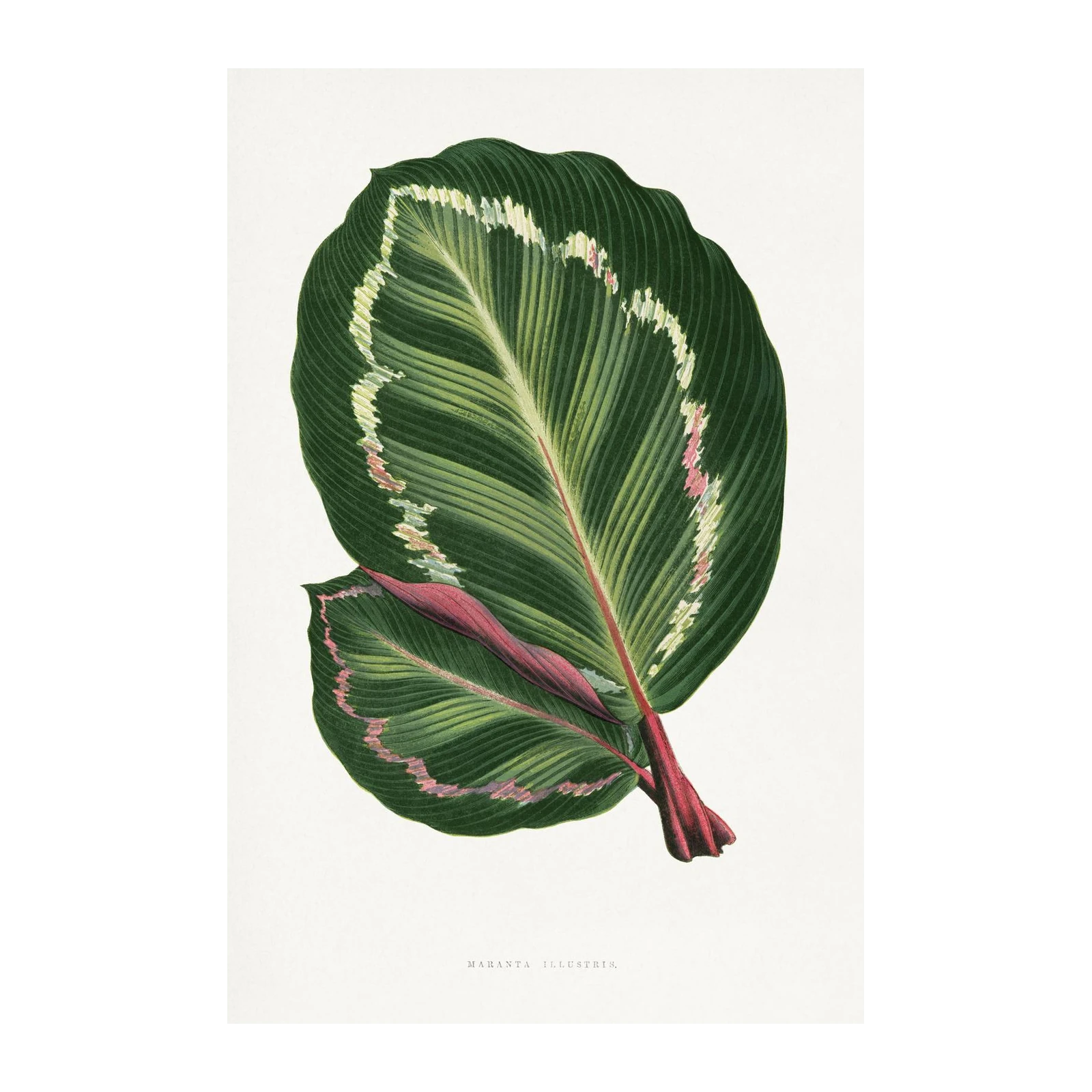 Botanical Maranta Leaf Wall Art Wall Art