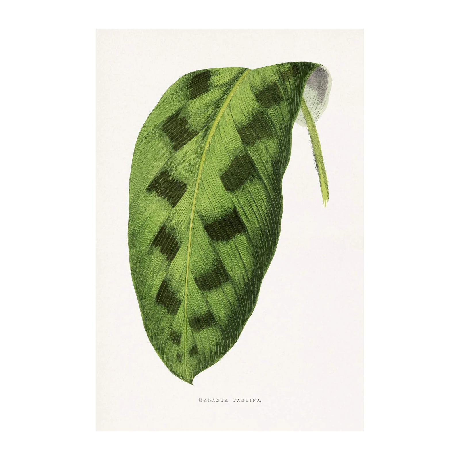 Maranta Pardina Botanical Leaf Wall Art