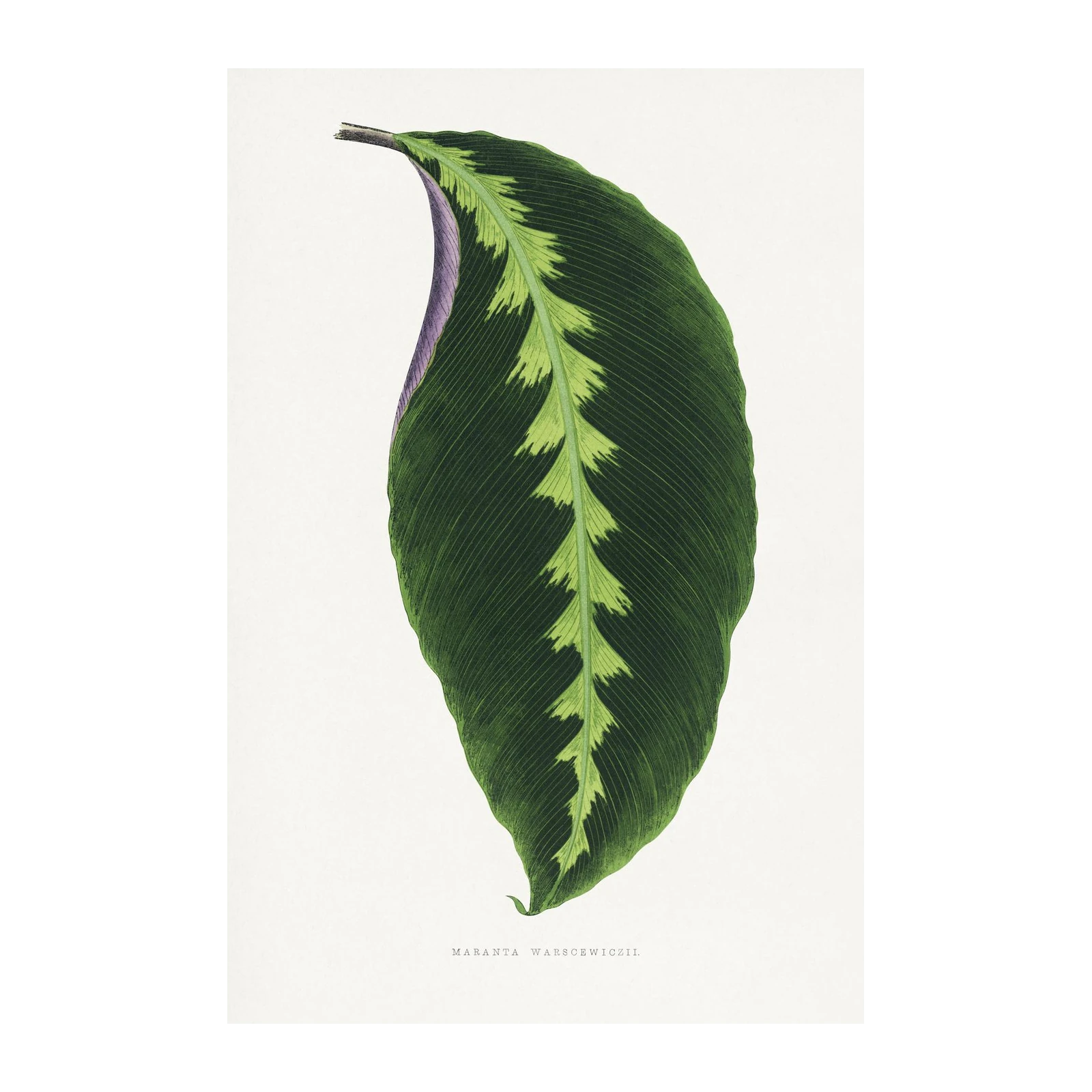Elegant Maranta Leaf Botanical Wall Art