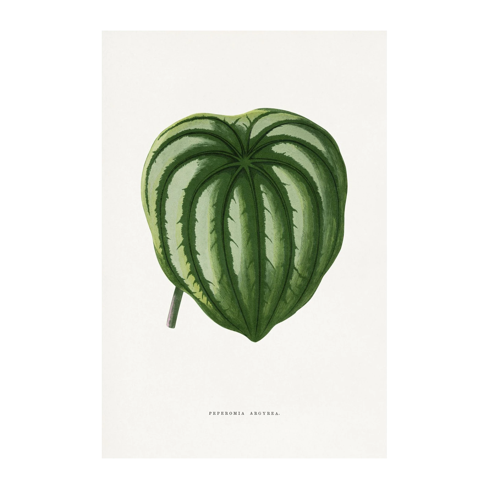 Watermelon Peperomia Leaf Botanical Wall Art