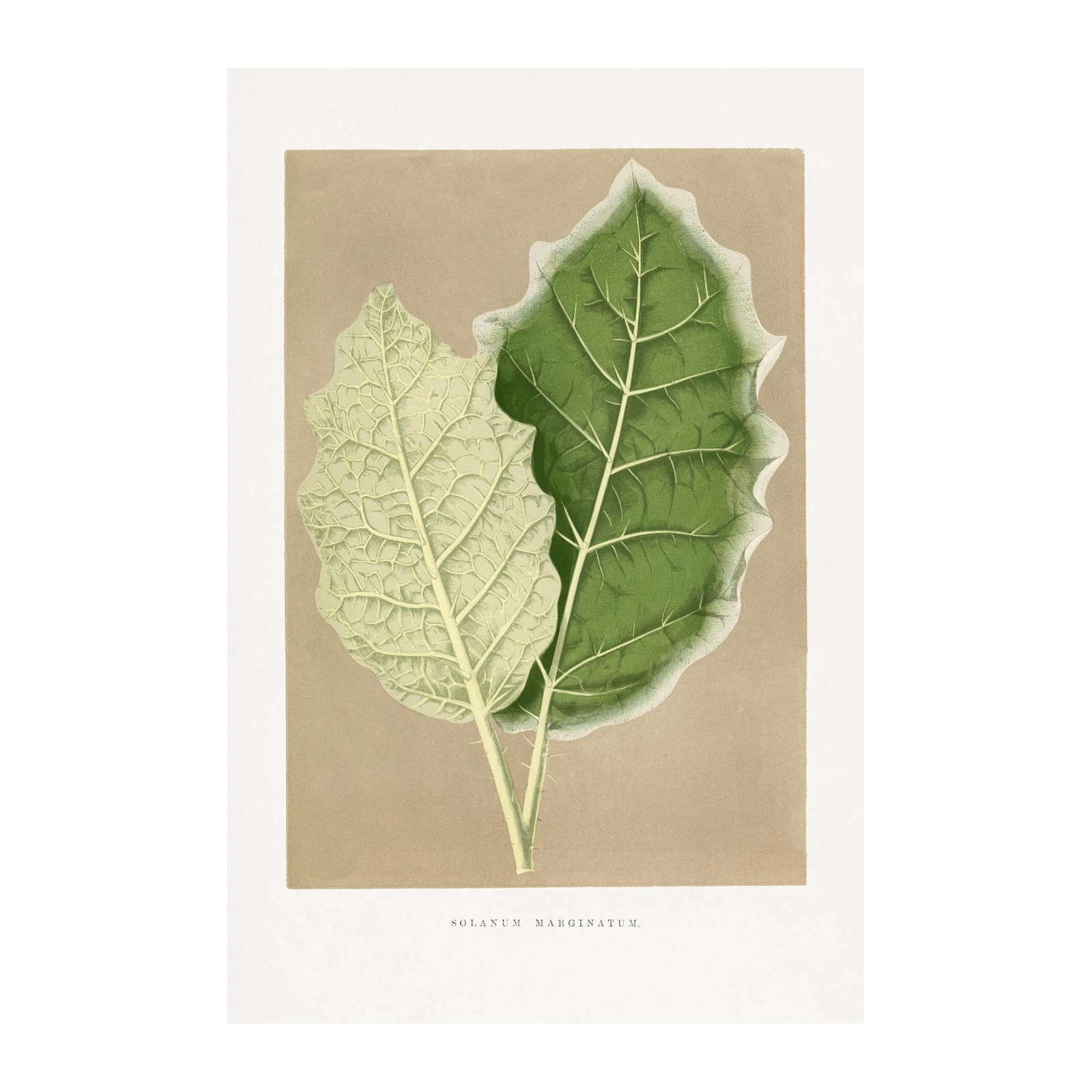 Botanical Solanum Marginatum Leaves Wall Art