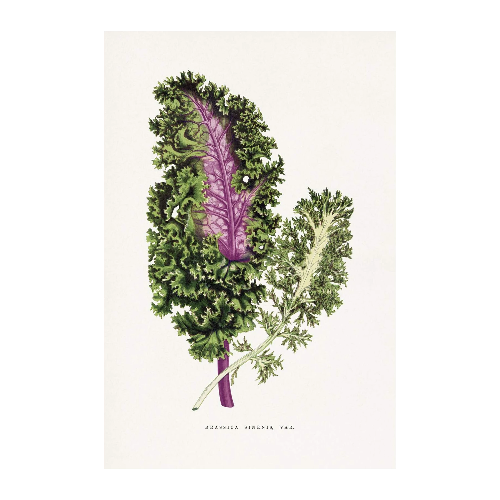 Vintage Kale Botanical Art Wall Art