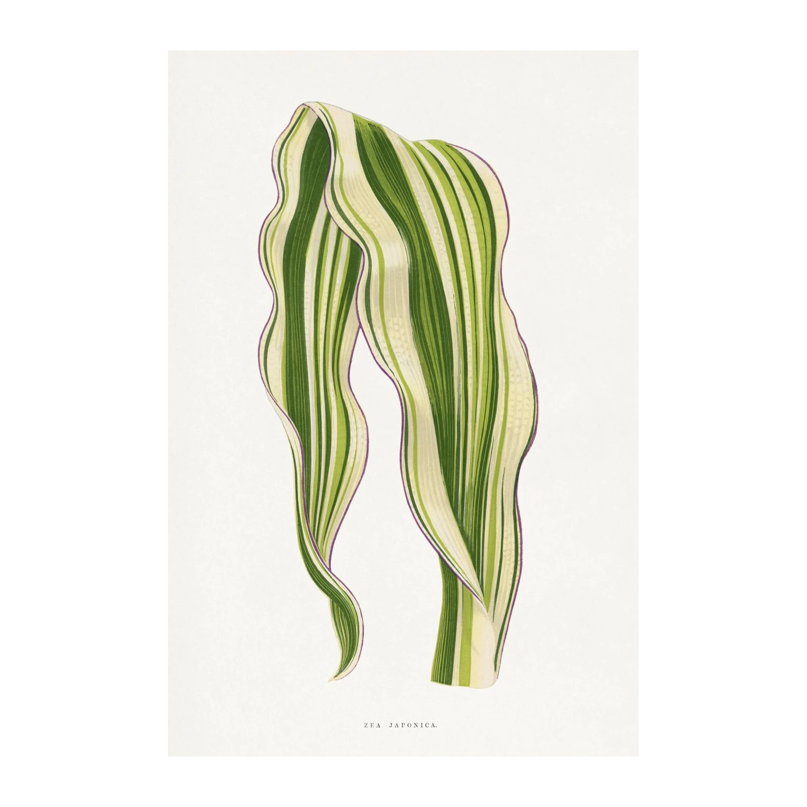 Variegated Zea Japonica Botanical Wall Art