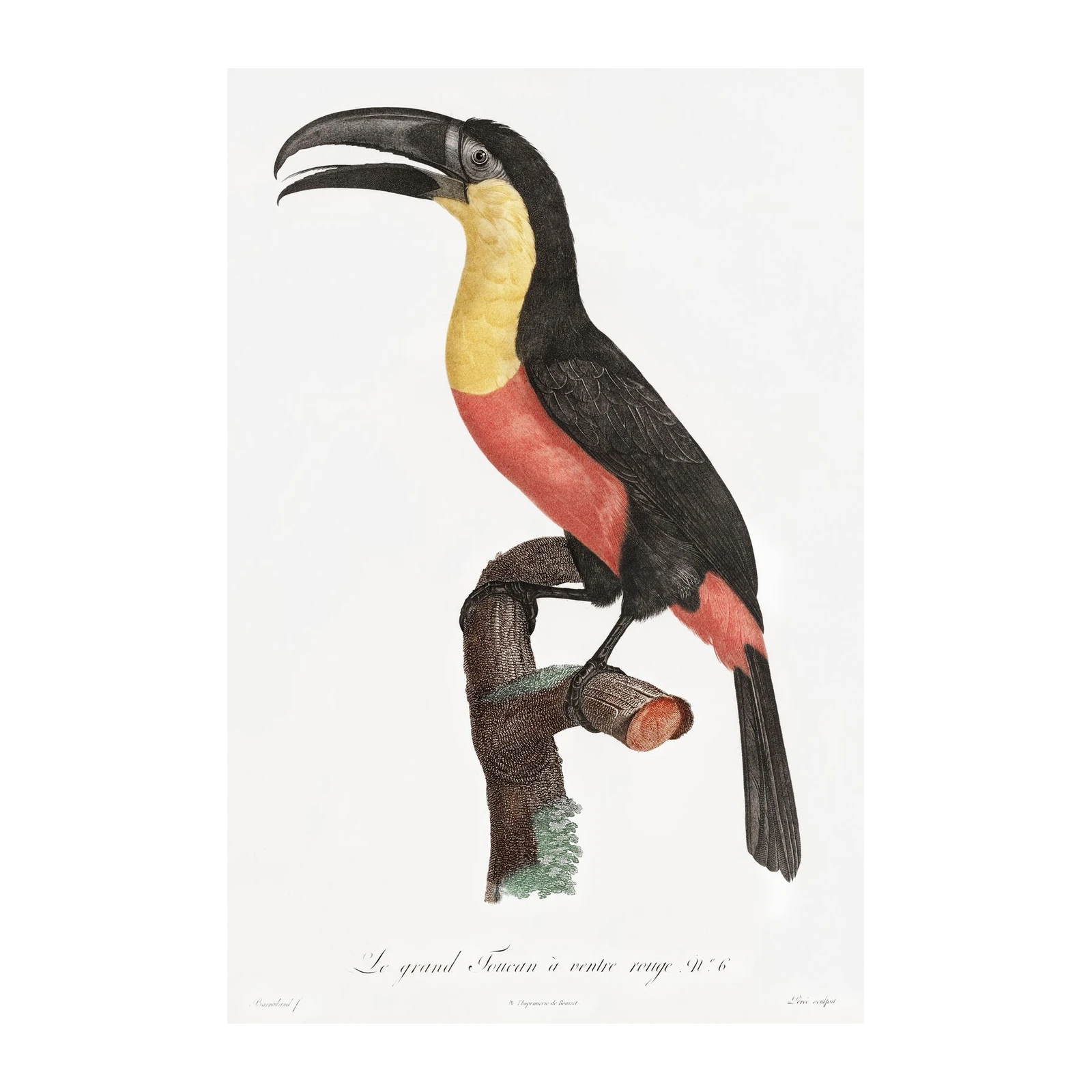 Vibrant Toucan Rainforest Wall Art Wall Art