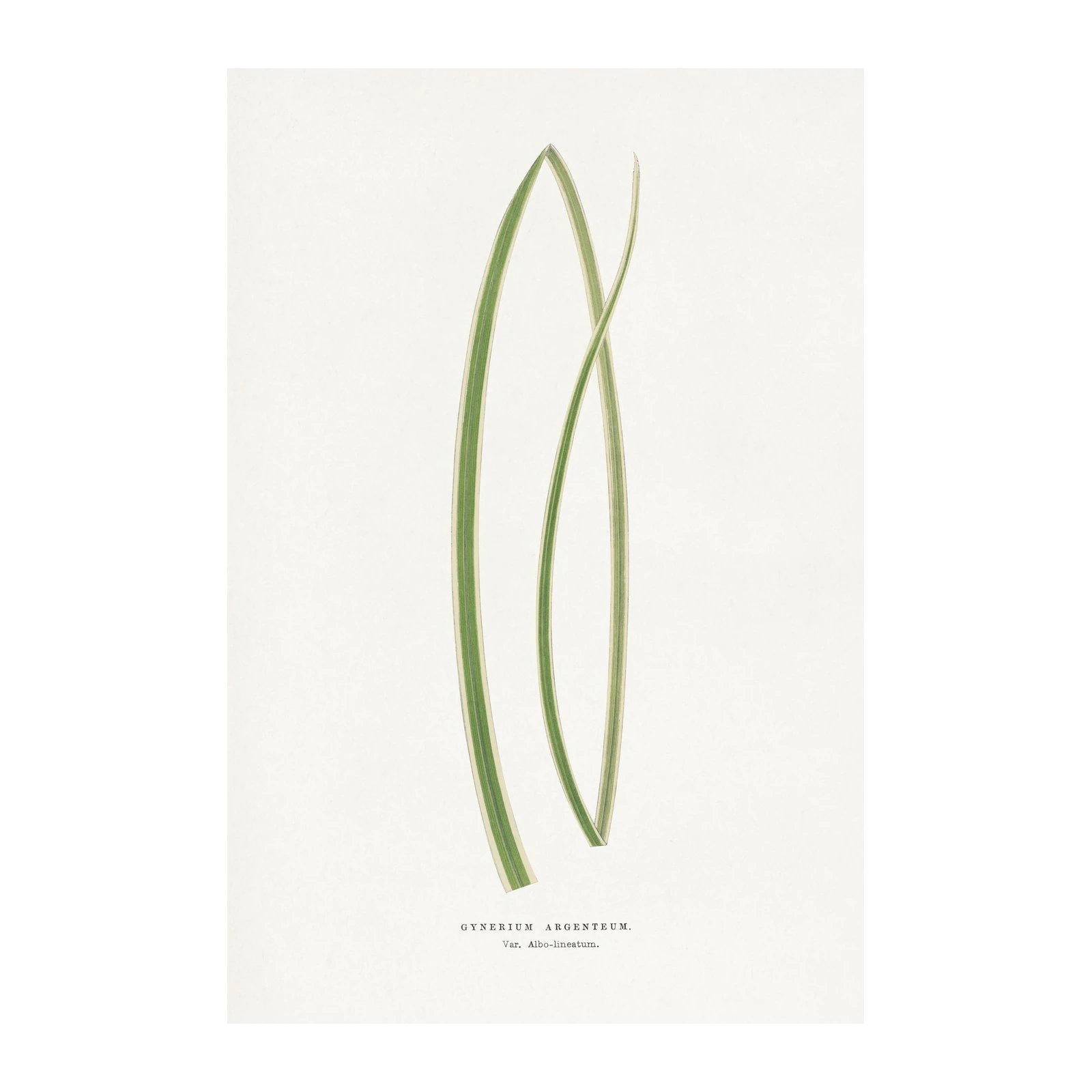 Elegant Variegated Grass Botanical Wall Art