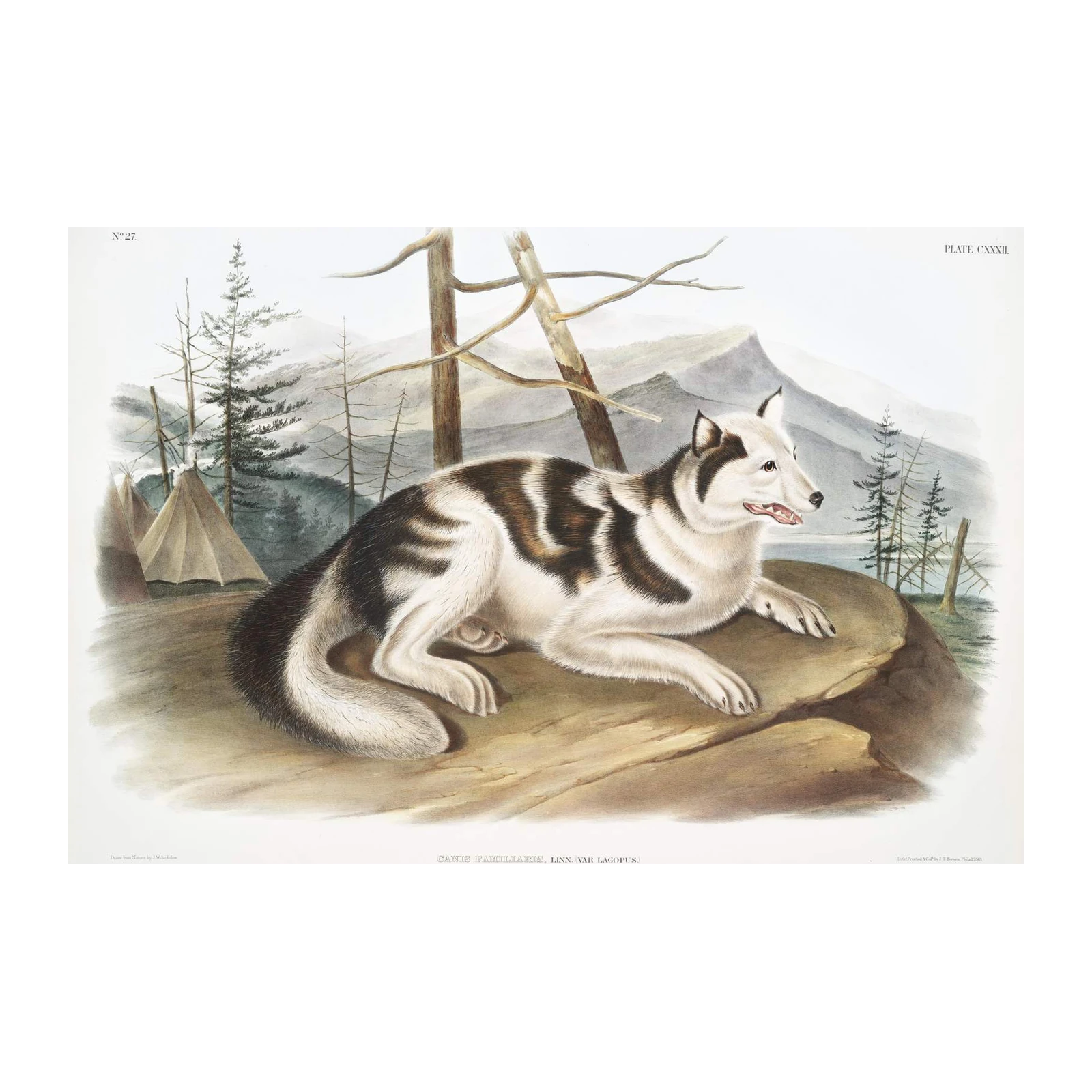 Vintage Wolf Dog Native American Camp Wall Art