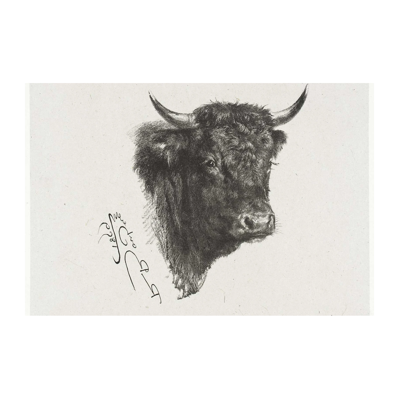 Majestic Highland Cow Portrait Wall Art