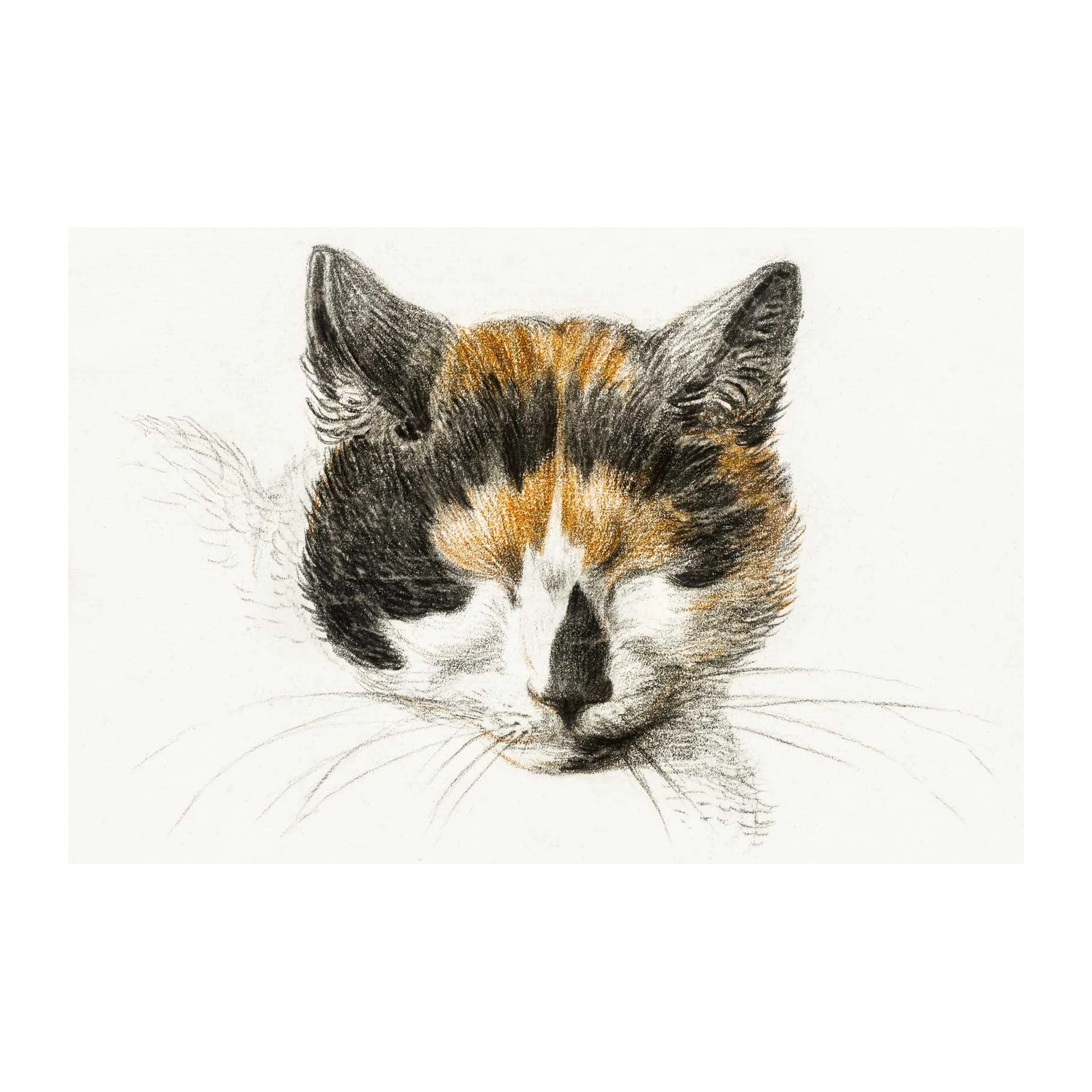 Calico Cat Portrait Realistic Pencil Sketch Wall Art