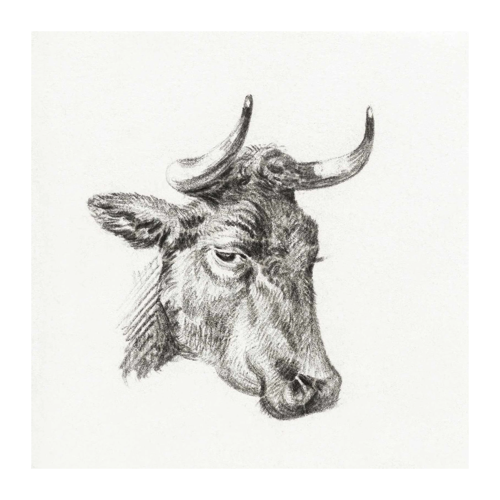 Rustic Bull Portrait Pencil Sketch Wall Art