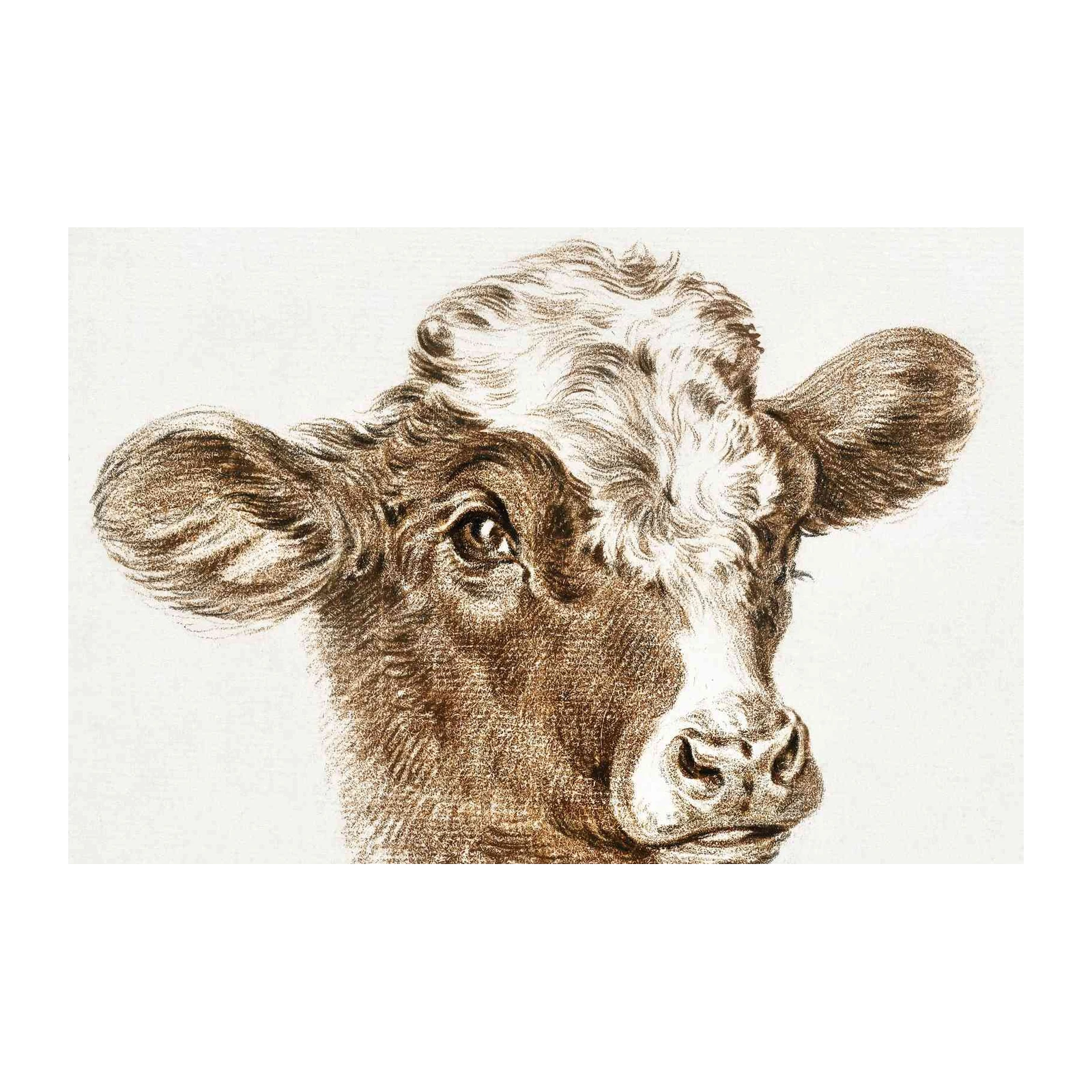 Majestic Bull Portrait Wall Art - Farmhouse Decor