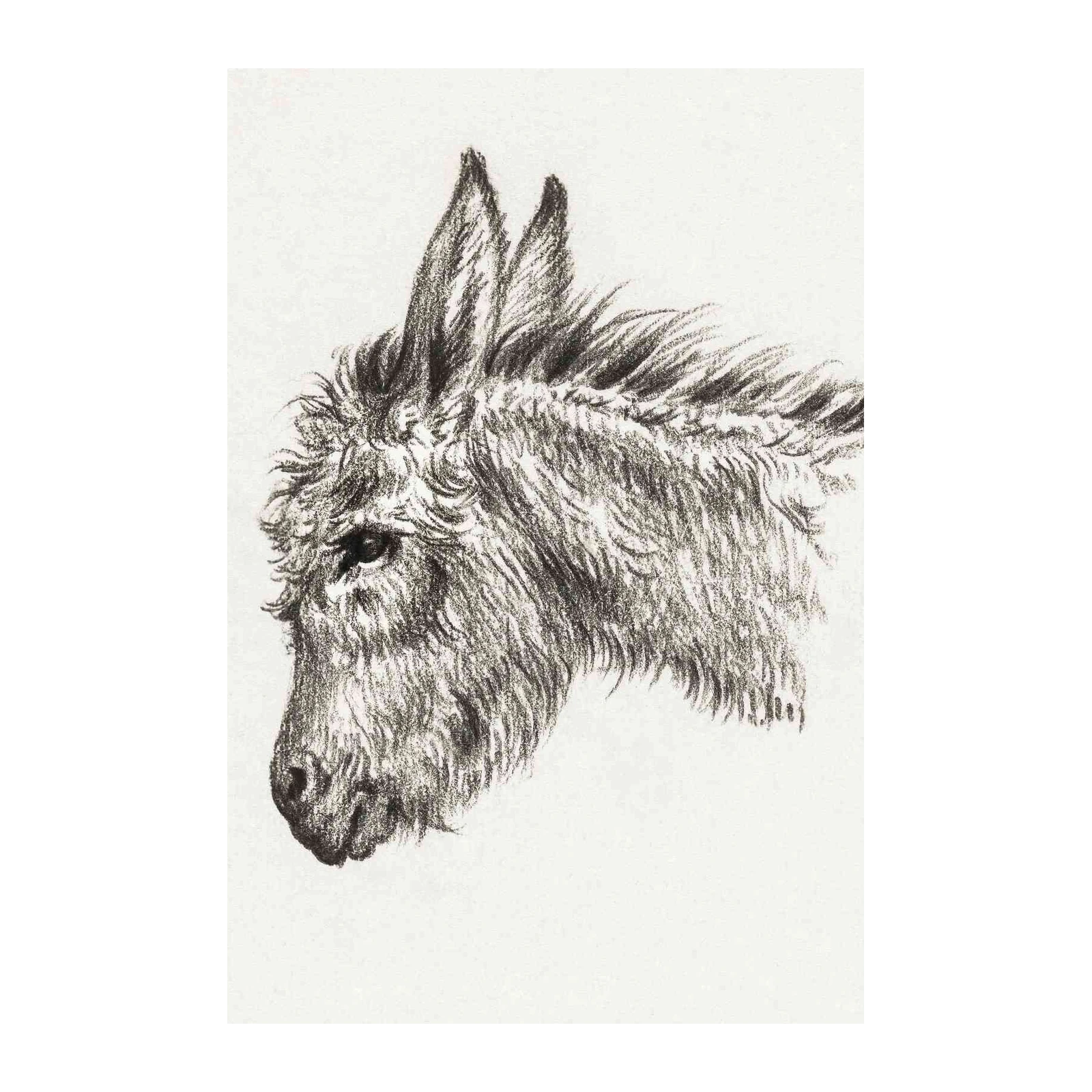 Charcoal Donkey Portrait Wall Art