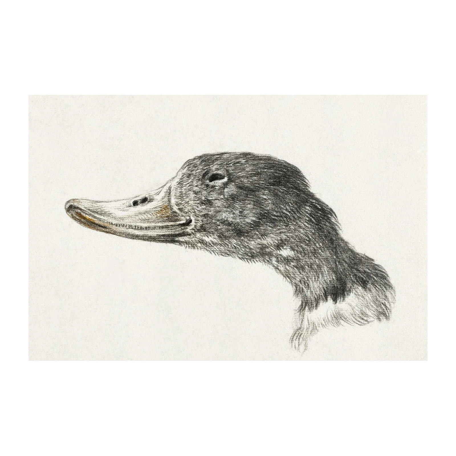 Elegant Duck Portrait Wall Art