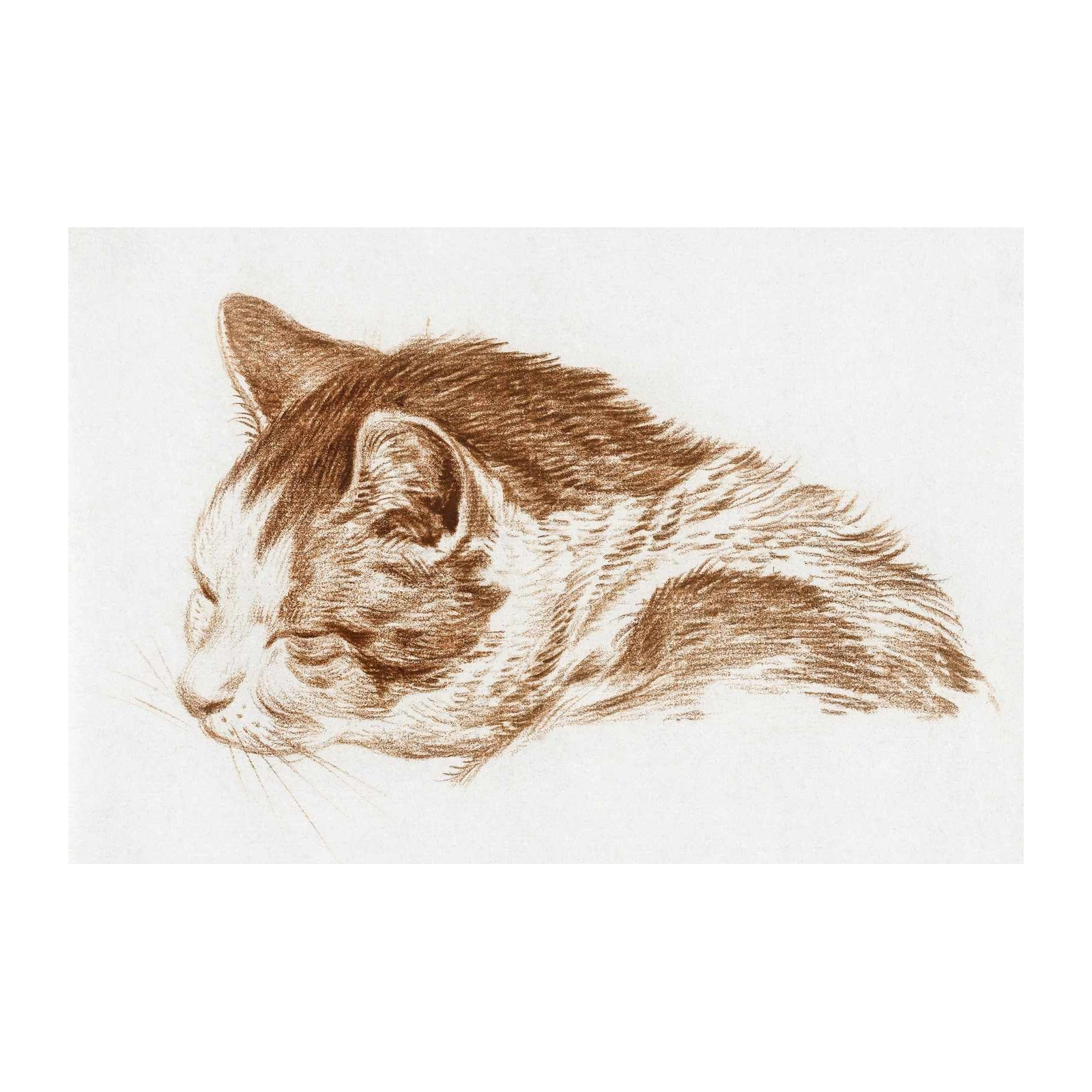 Serene Tabby Cat Portrait Wall Art