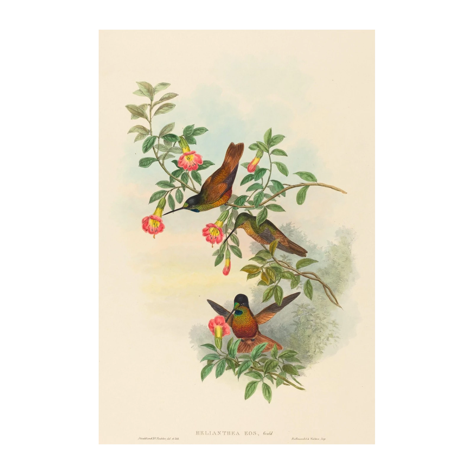 Hummingbird & Floral Vintage Art Wall Art