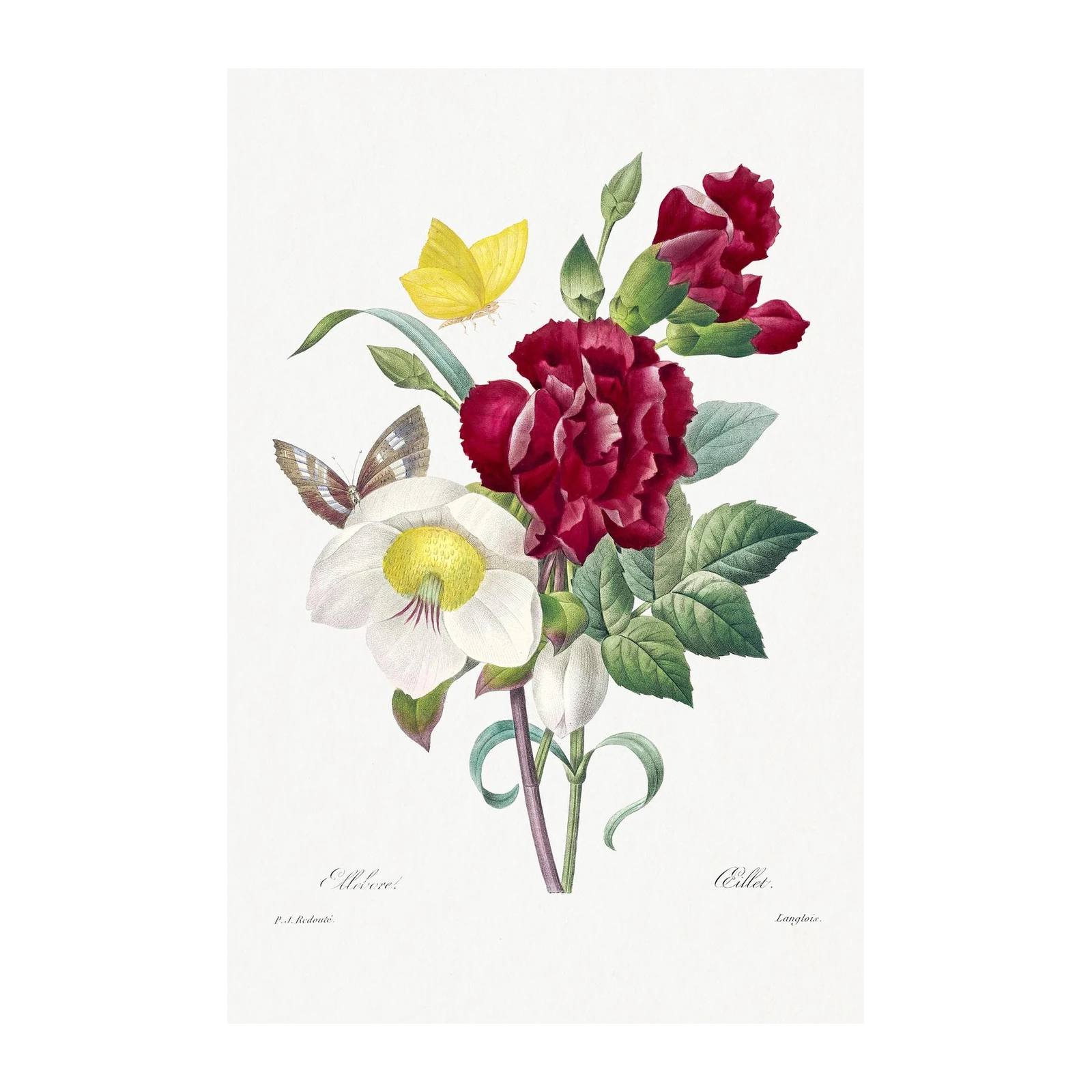 Vintage Botanical Carnation & Butterfly Wall Art