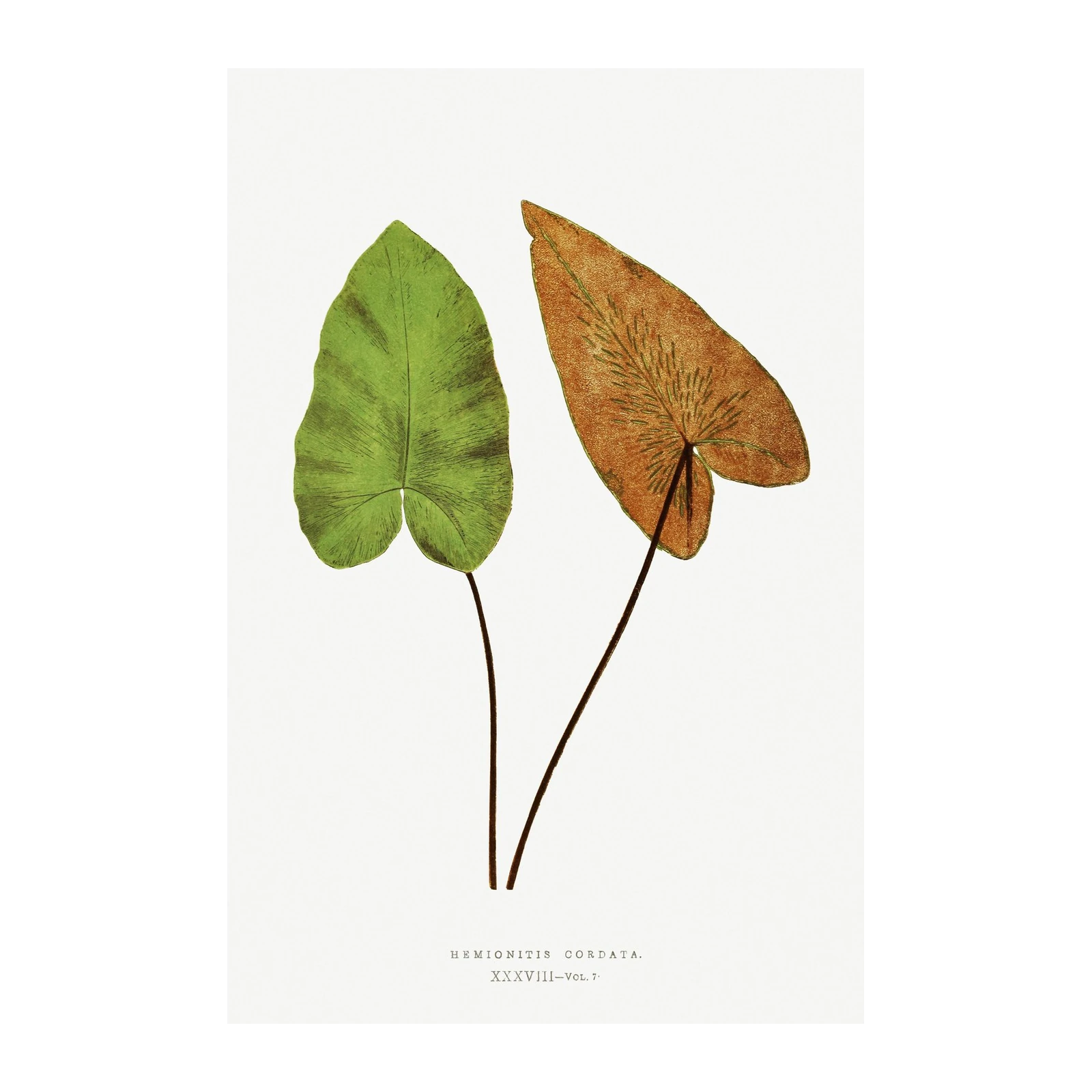 Vintage Fern Art: Hemionitis Cordata Wall Art