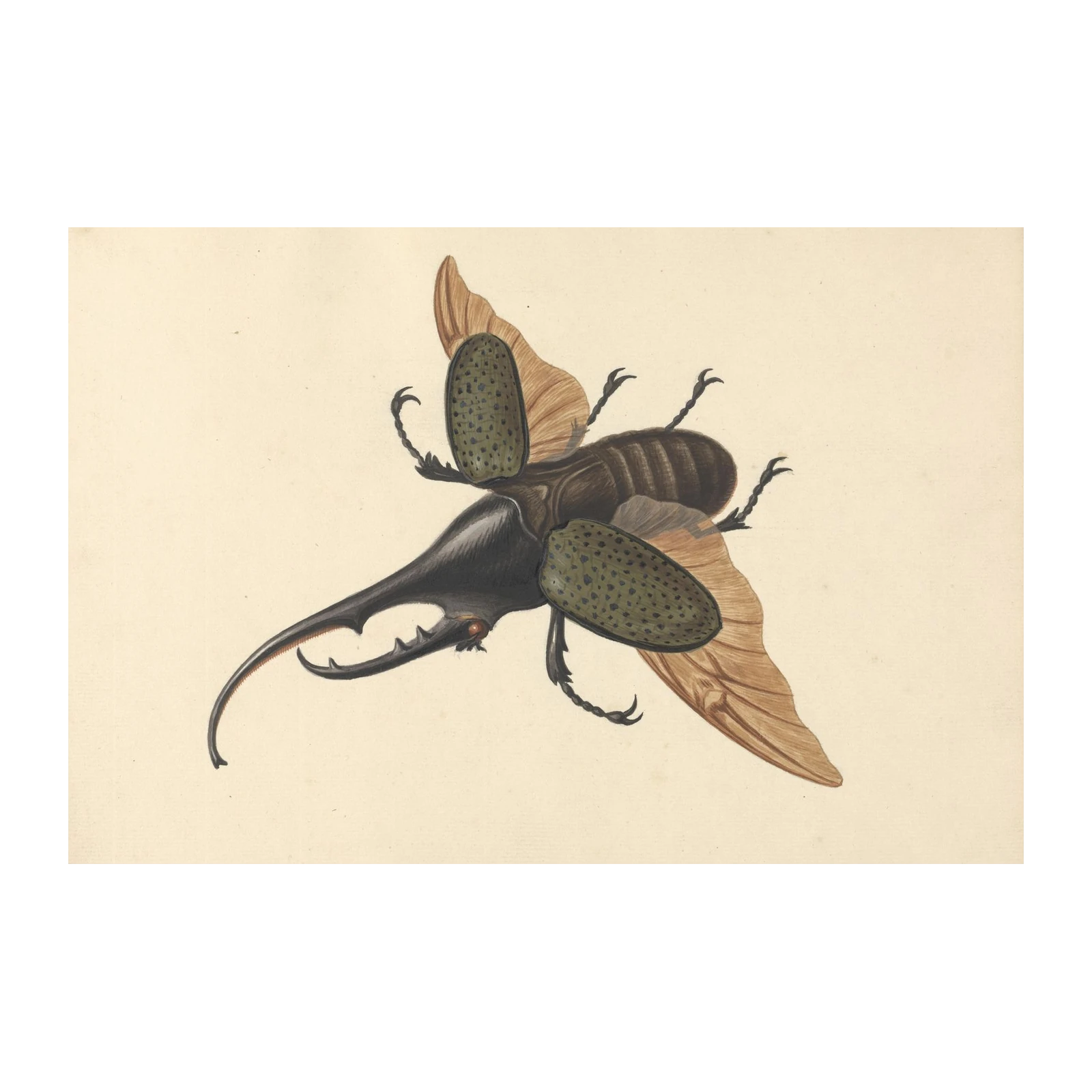 Vintage Beetle Entomology Art Wall Art
