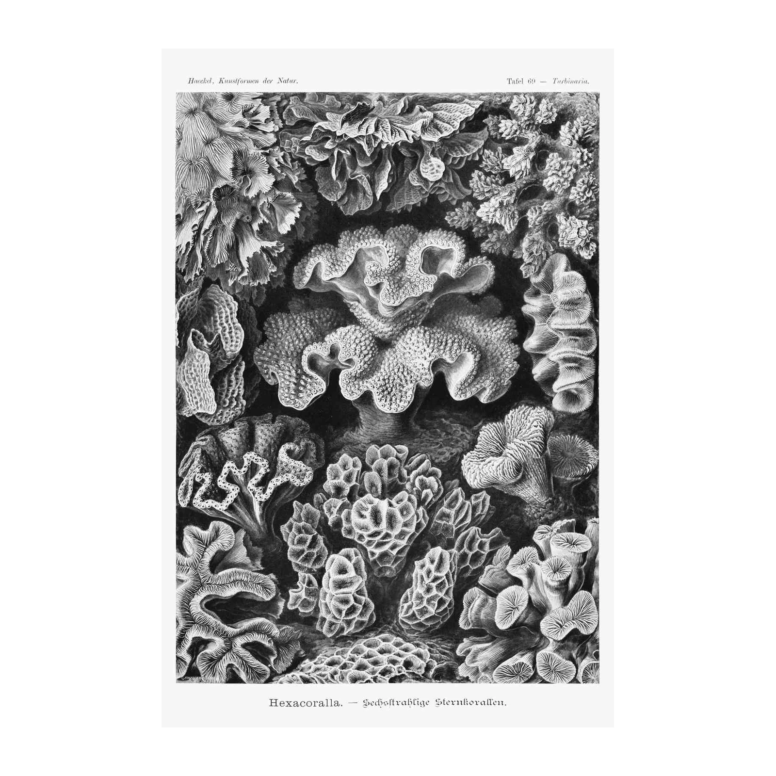 Vintage Coral Art: Hexacorallia Wall Art