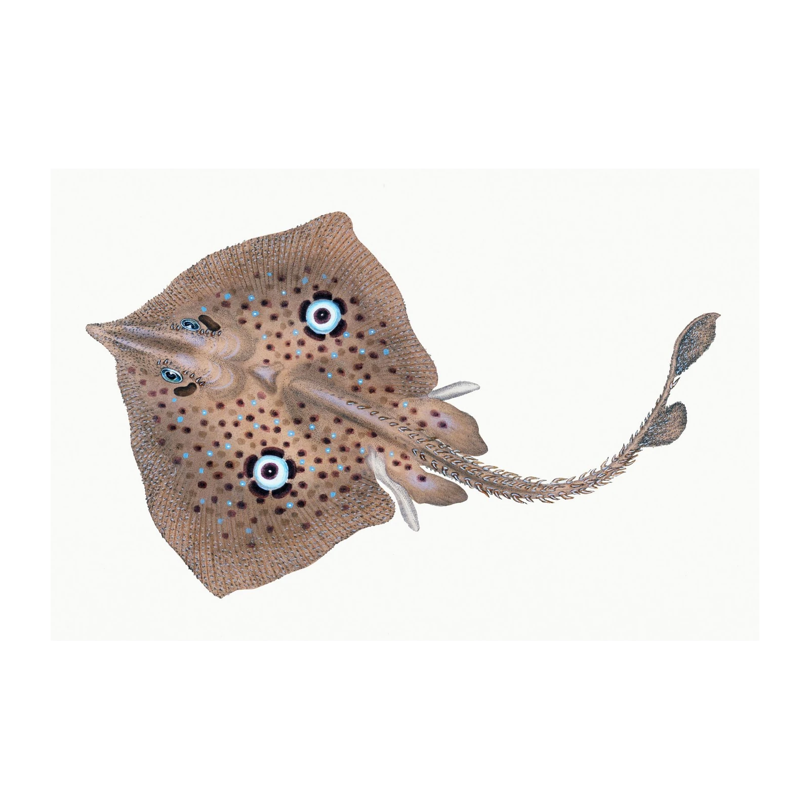 Oceanic Ray Botanical Art Wall Art