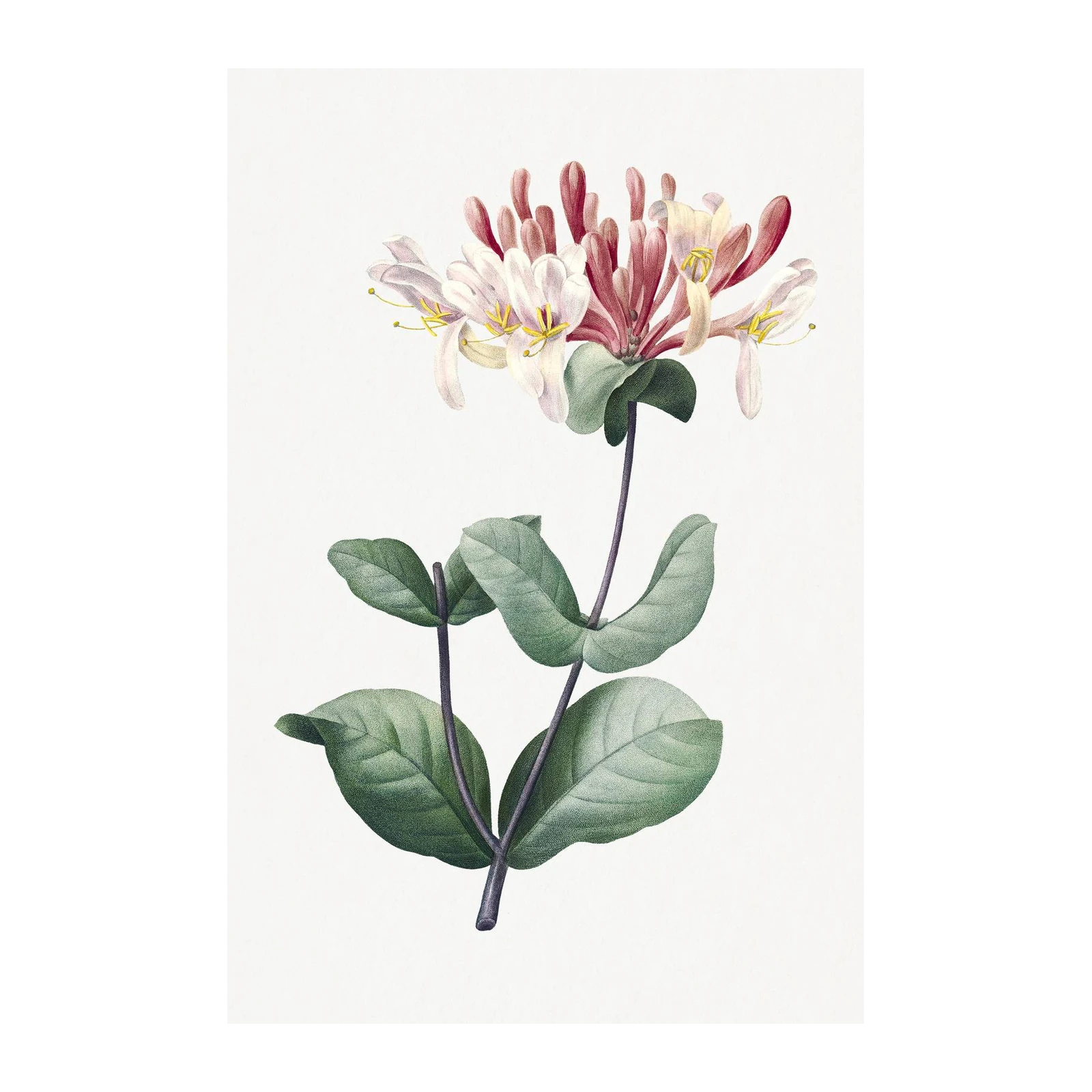 Vintage Botanical Honeysuckle Wall Art