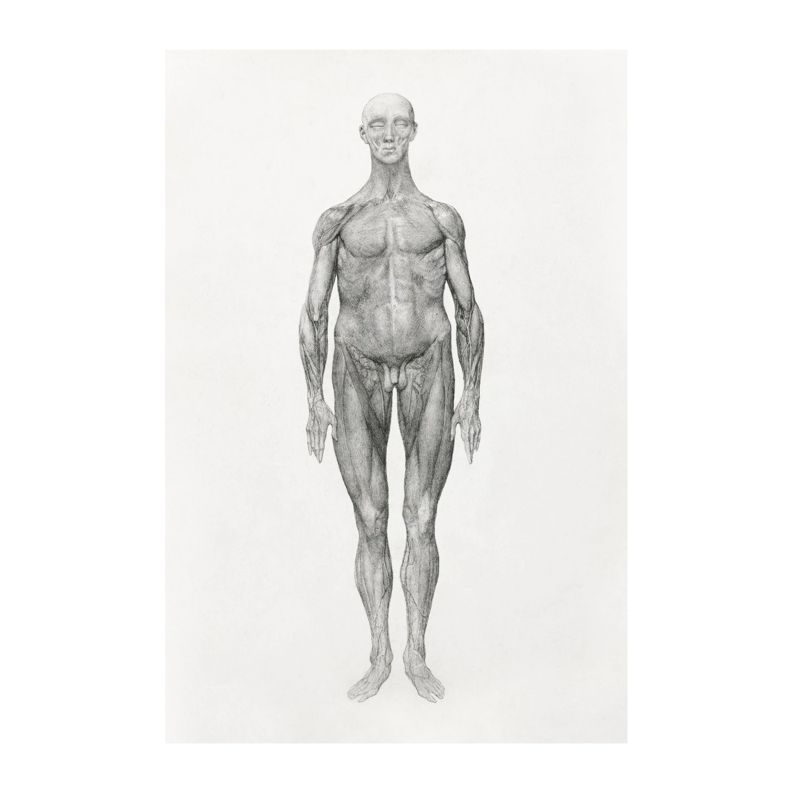Anatomical Study Human Form Wall Art