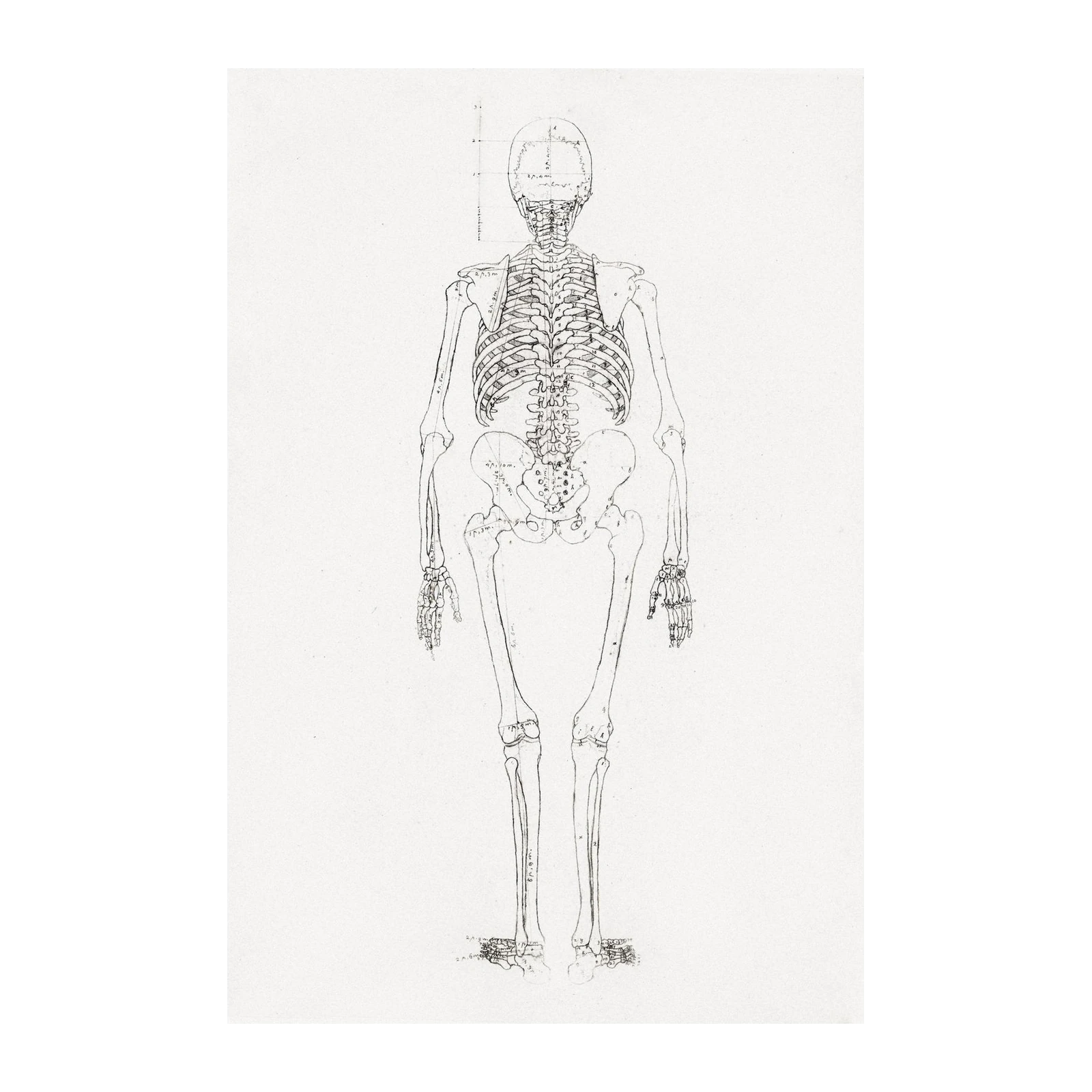 Vintage Skeleton Anatomy Line Art Wall Art