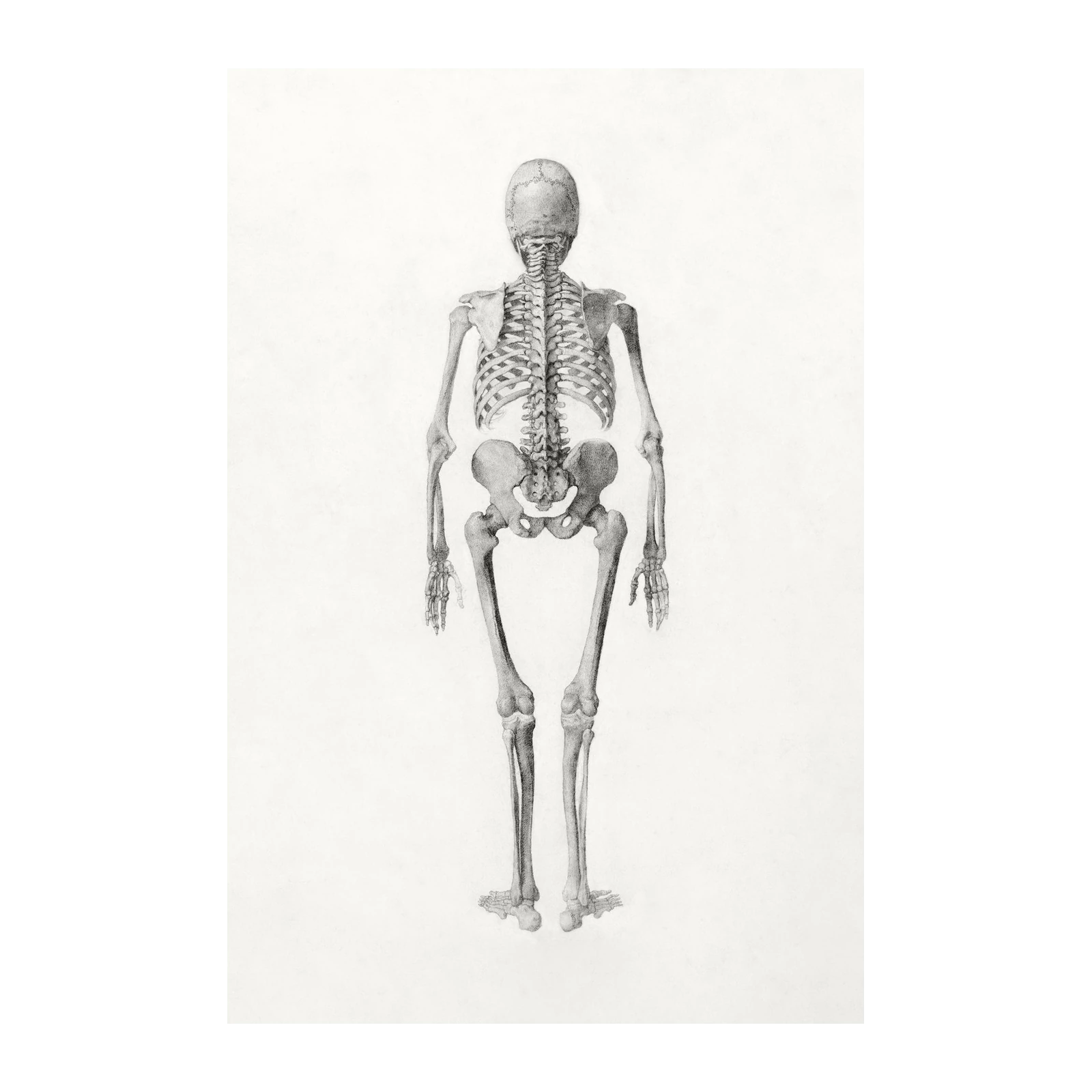 Vintage Skeleton Anatomy Poster - Medical Wall Art