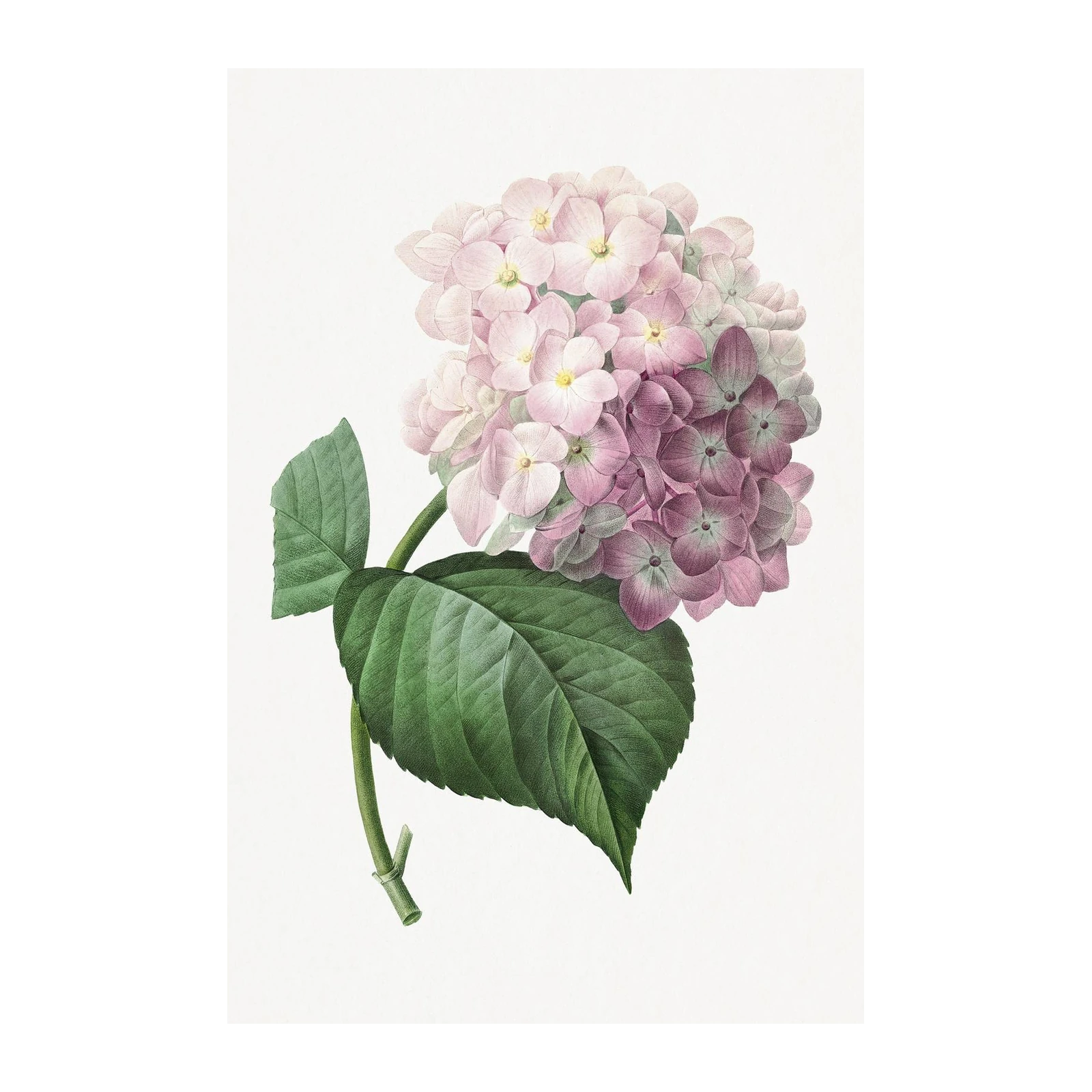 Vintage Hydrangea Botanical Art Wall Art